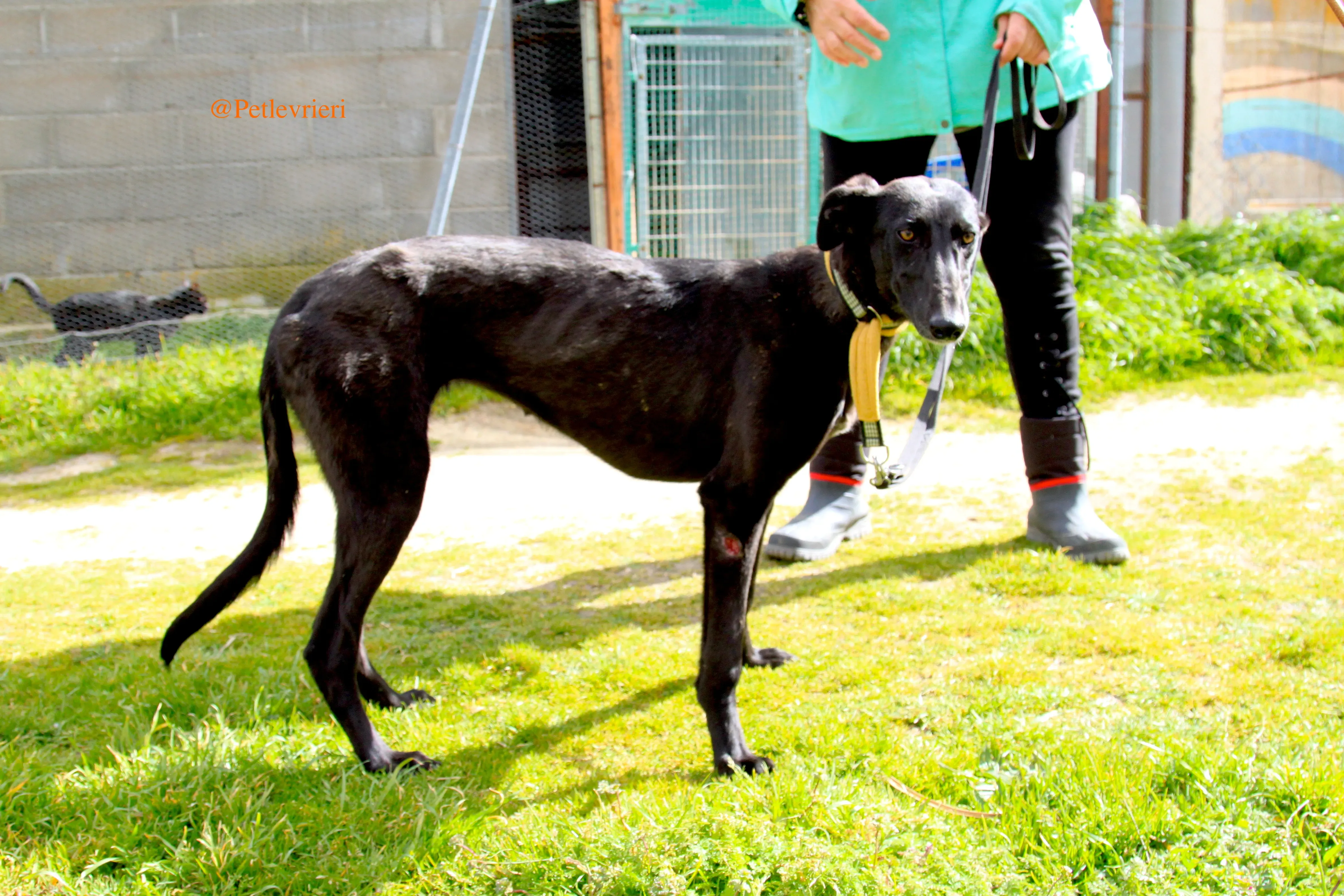 chip3012 adozioni levrieri galgo 3