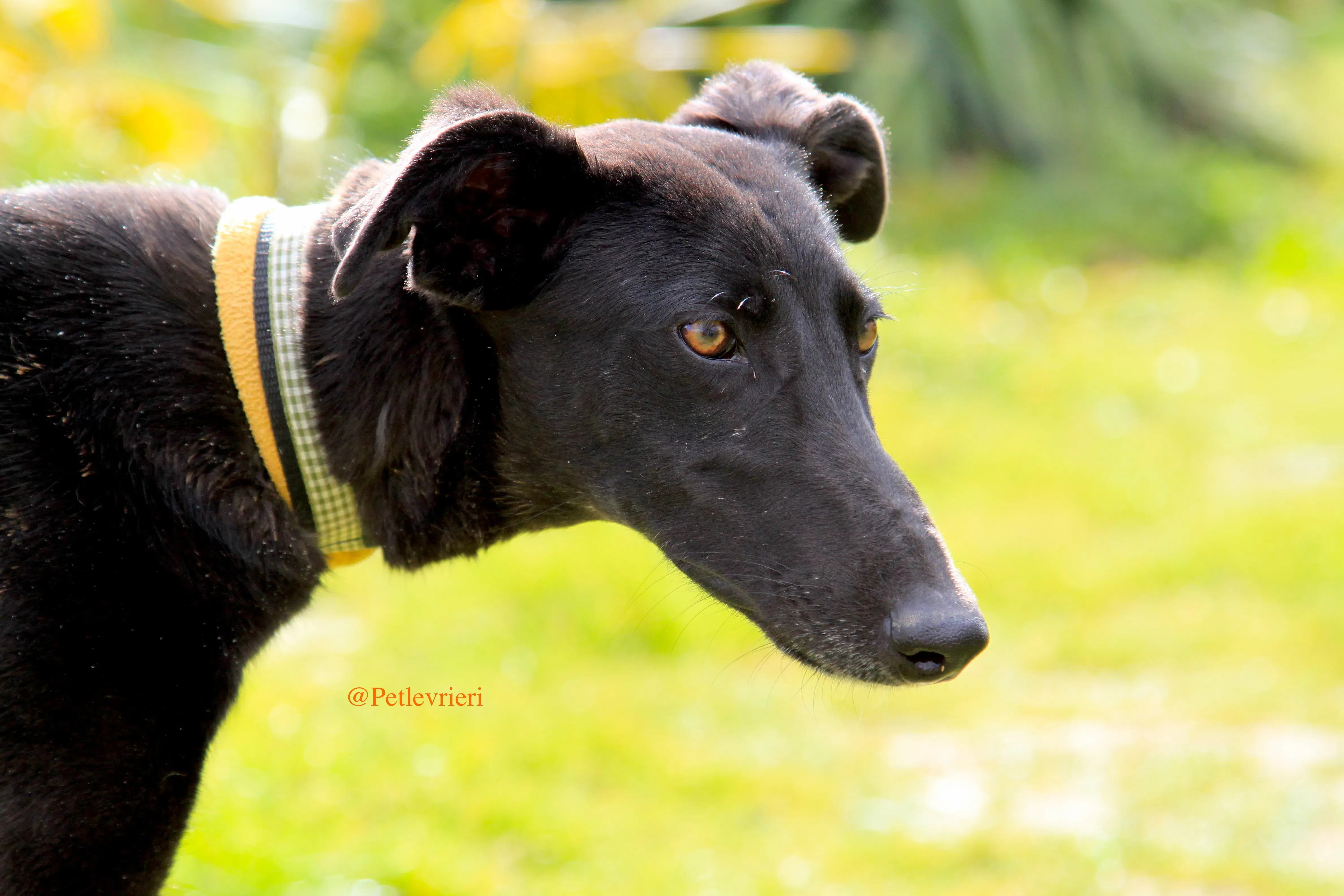 chip3012 adozioni levrieri galgo 4