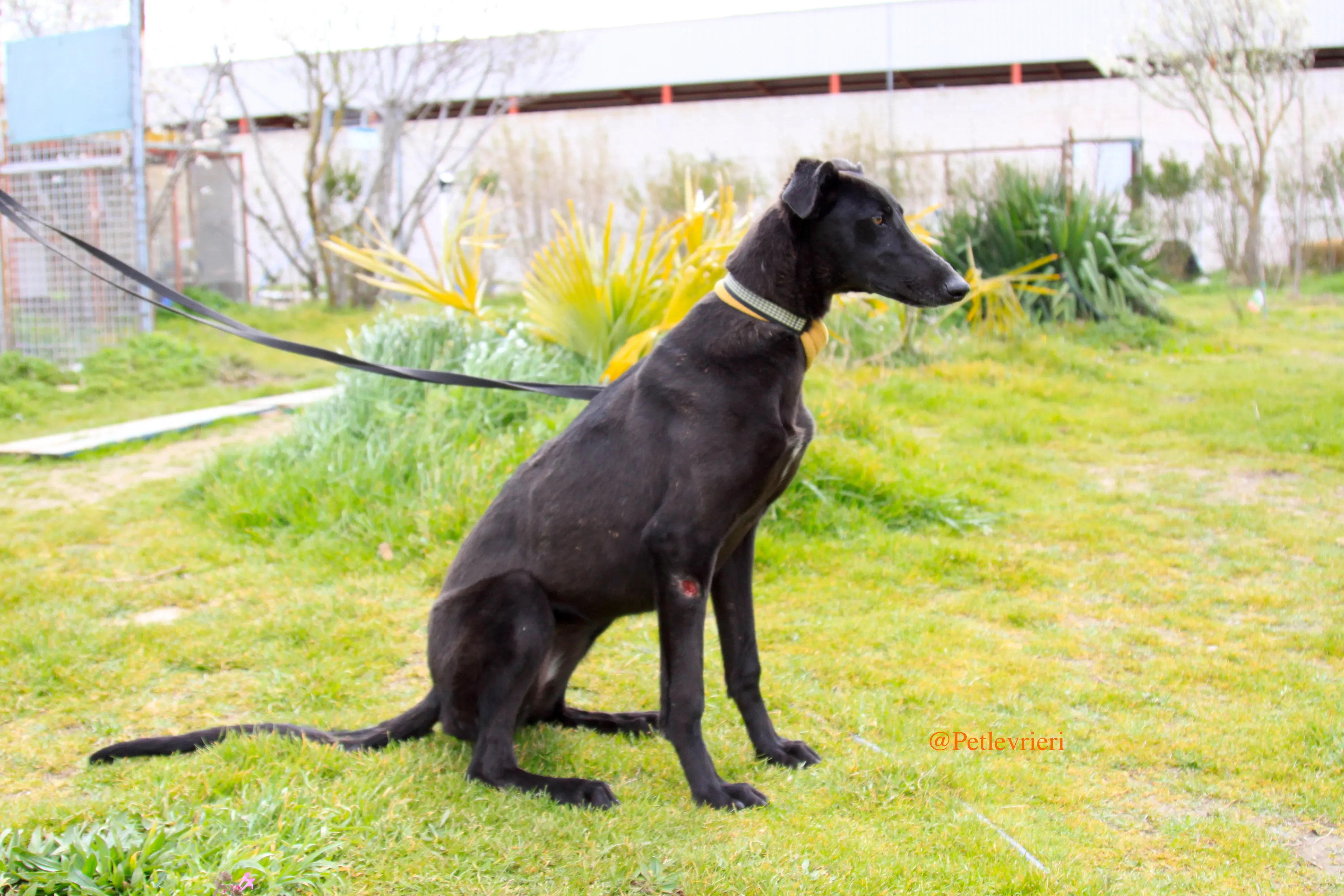 chip3012 adozioni levrieri galgo 6