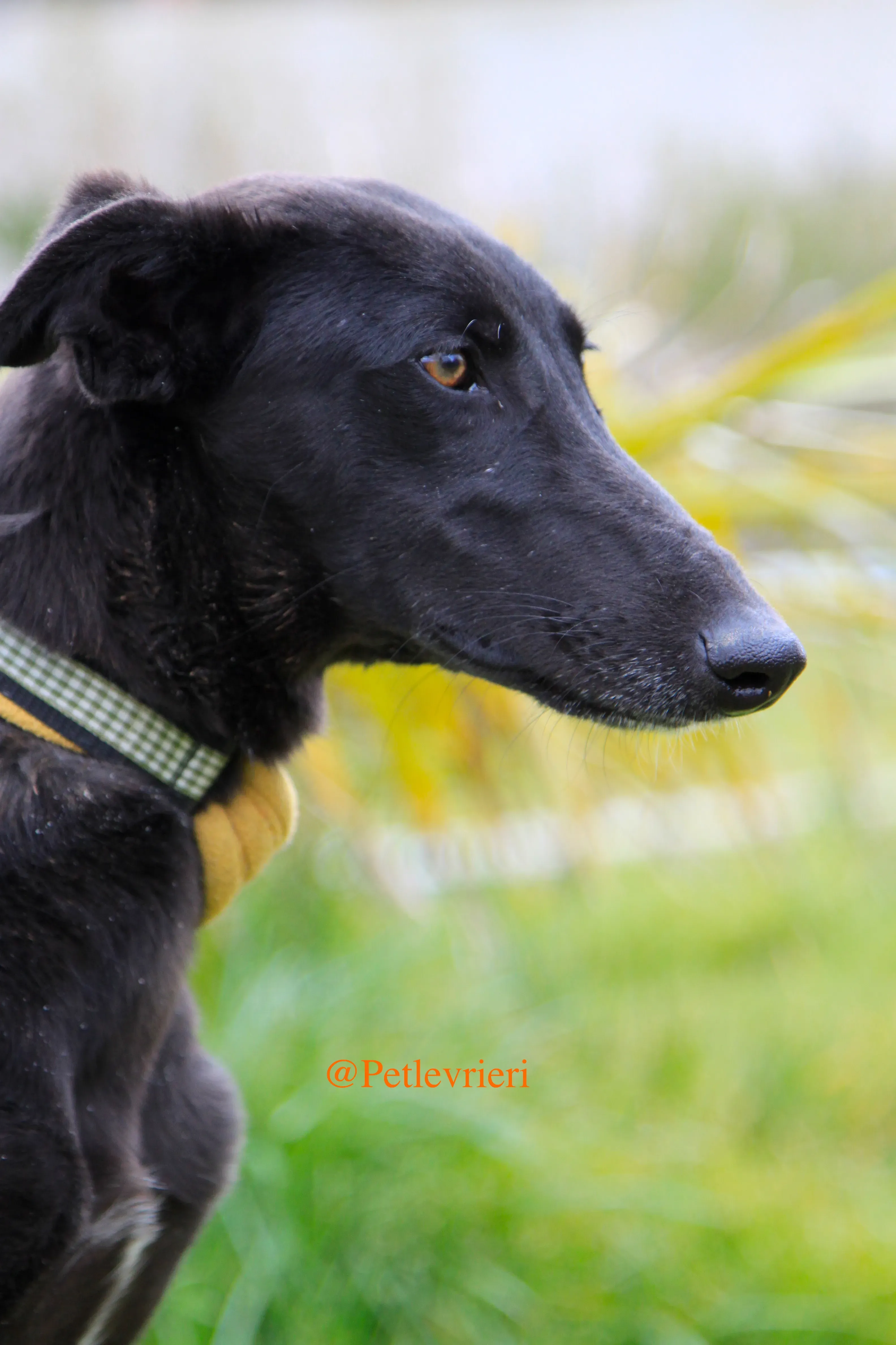 chip3012 adozioni levrieri galgo 8