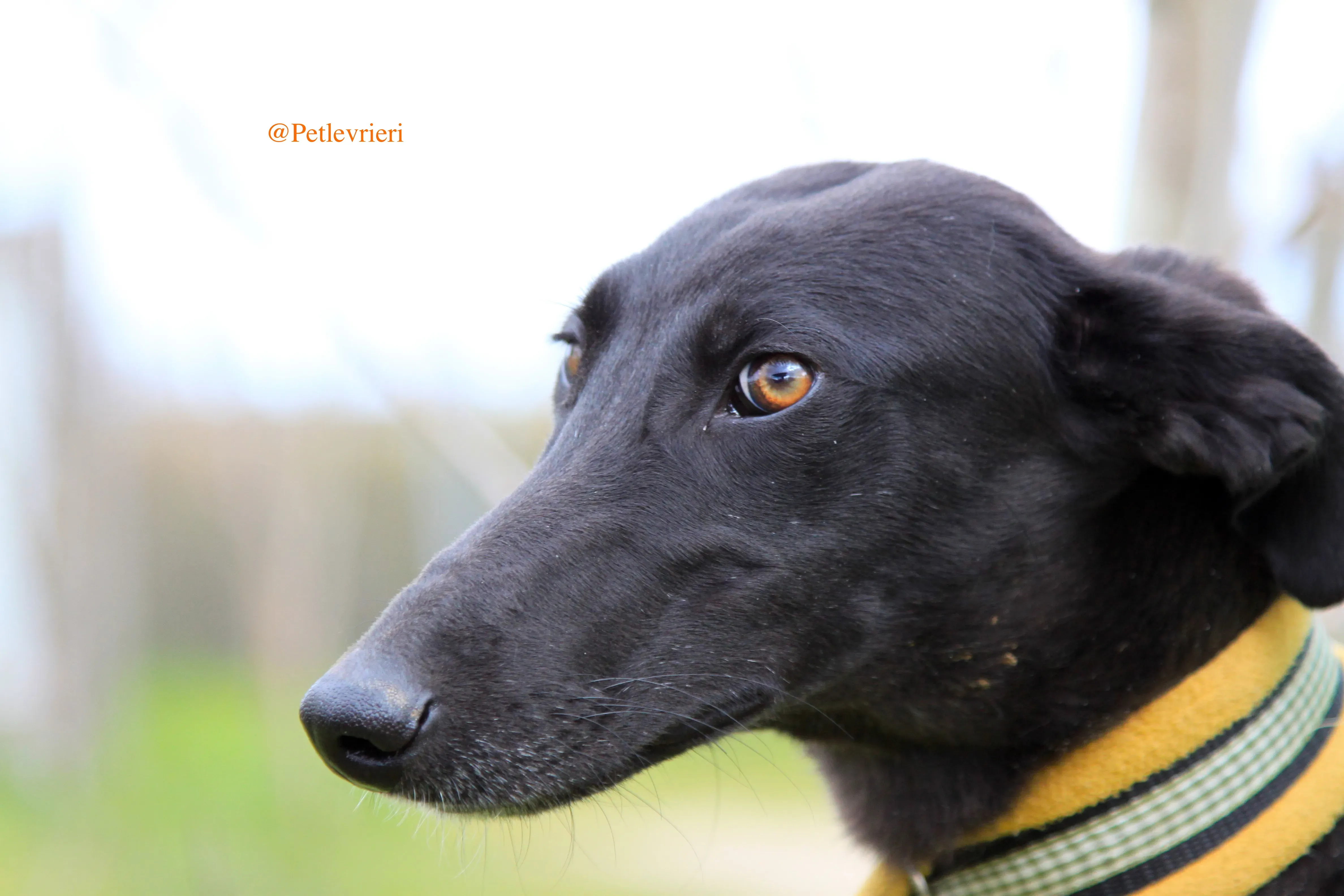 chip3012 adozioni levrieri galgo 9