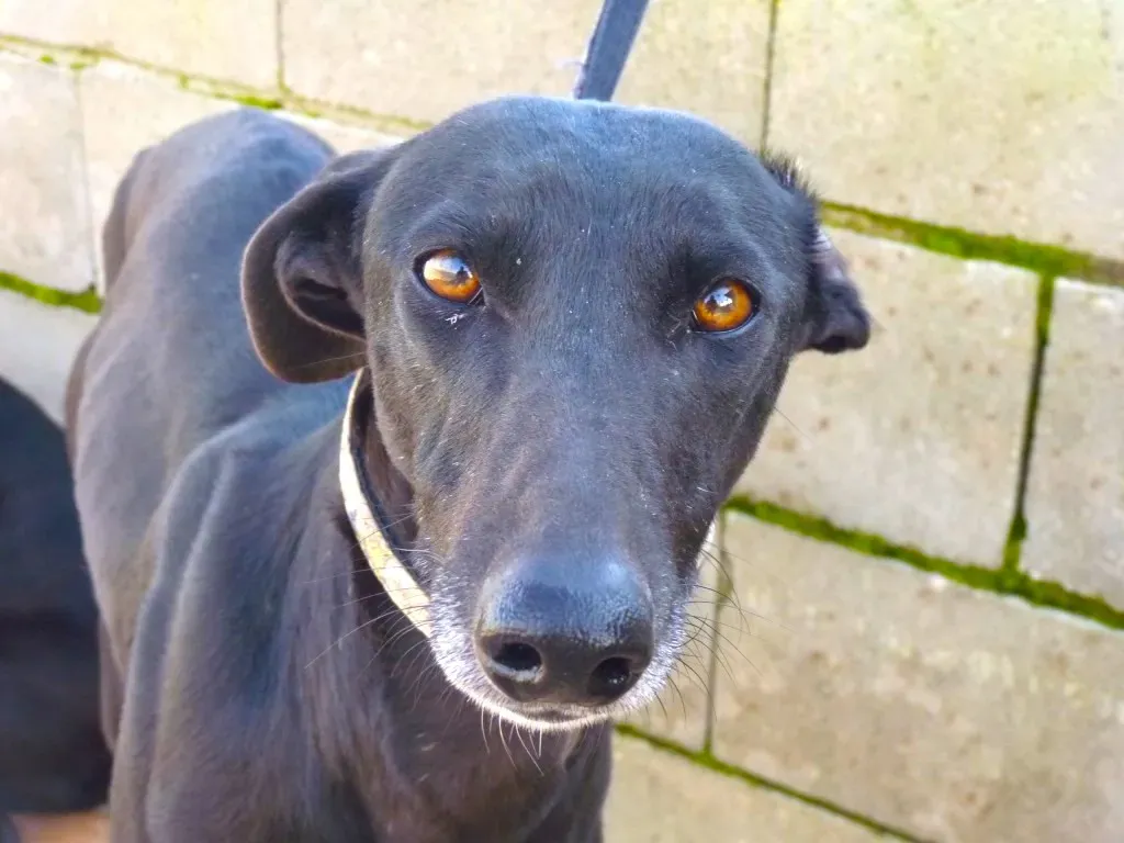 chip3180 adozione levrieri galgo 15 1