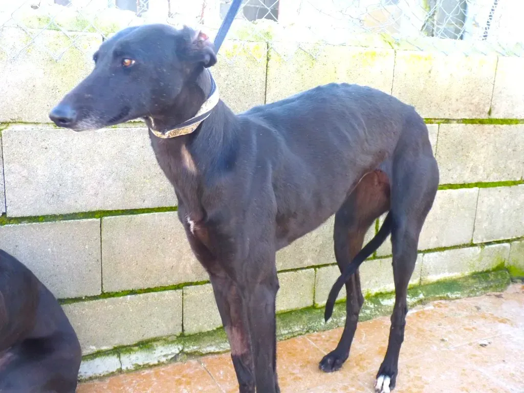 chip3180 adozione levrieri galgo 16 1