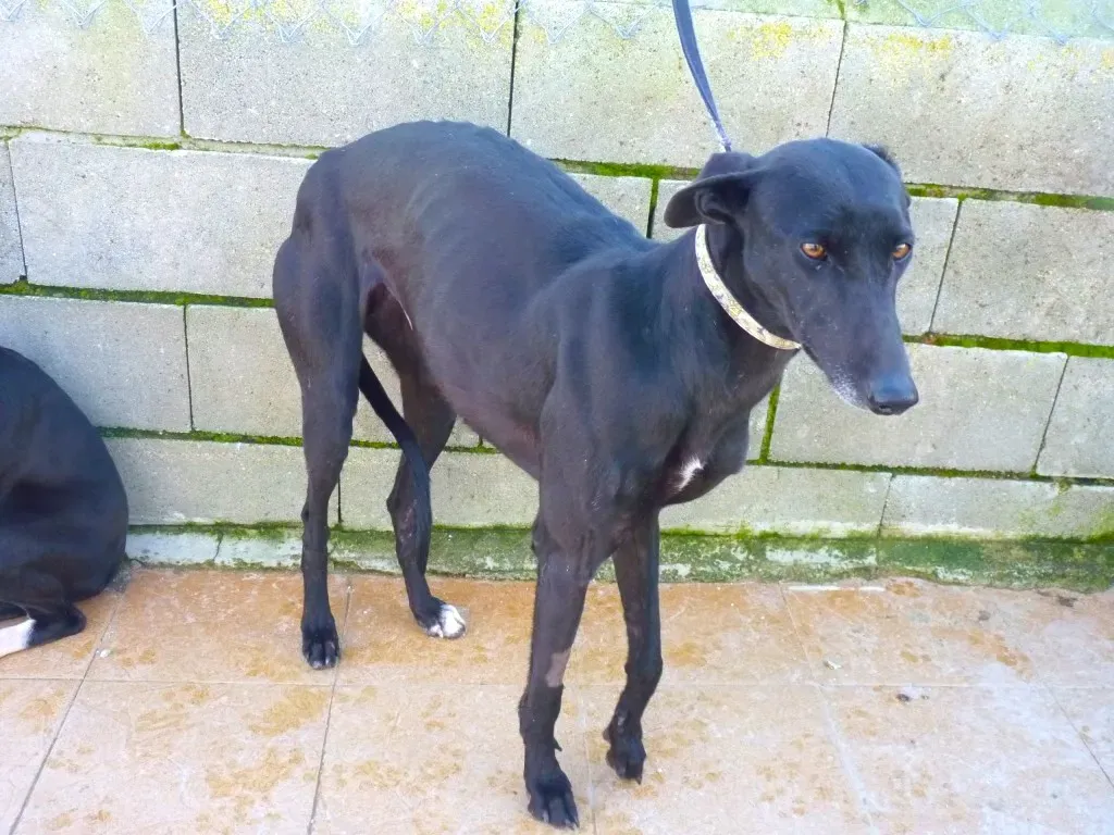 chip3180 adozione levrieri galgo 17 1