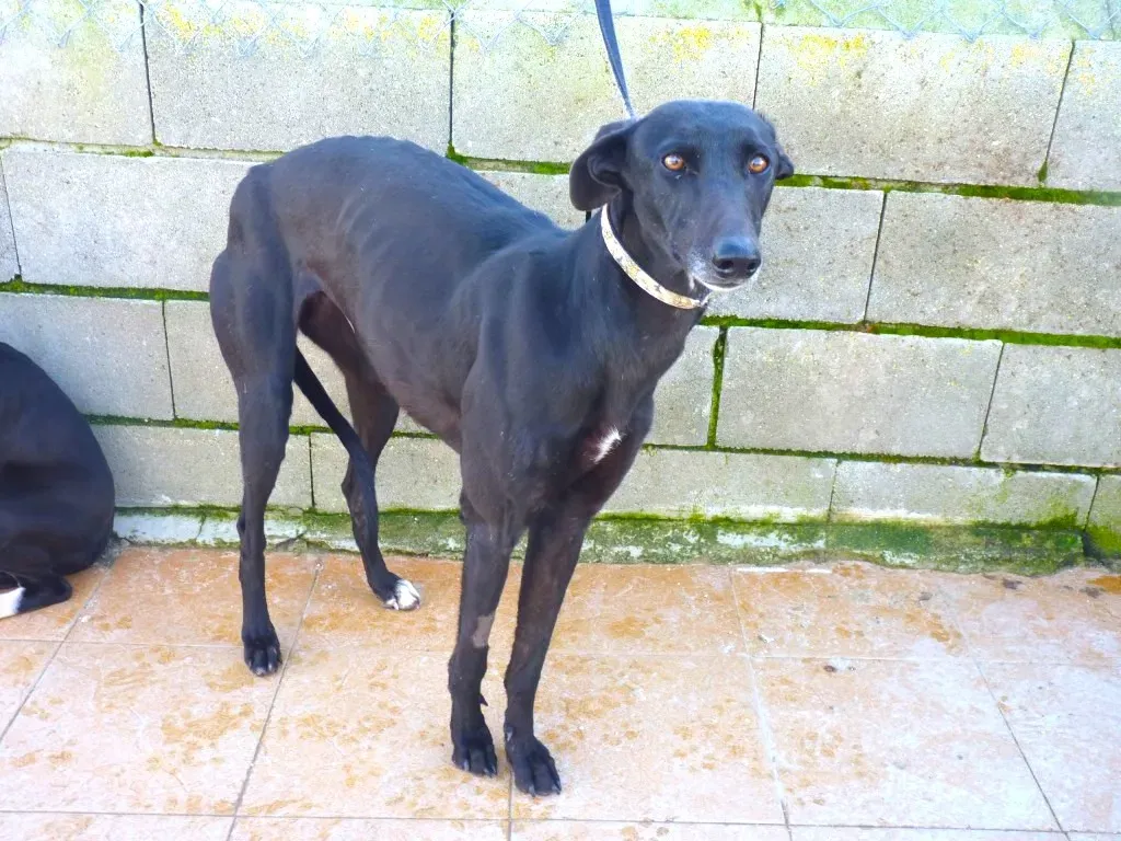 chip3180 adozione levrieri galgo 19 1