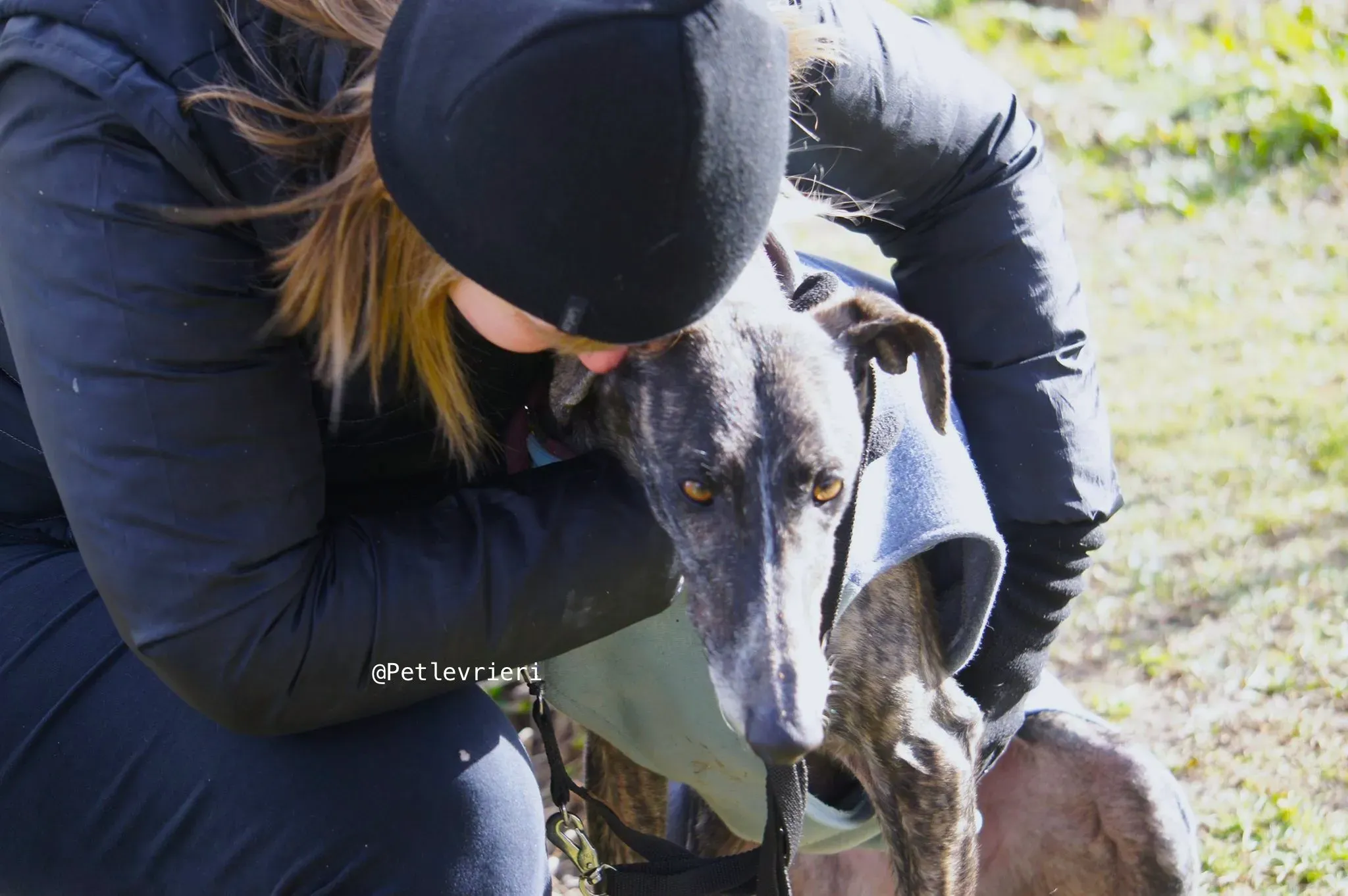 chip5539 adozione levrieri galgo 10