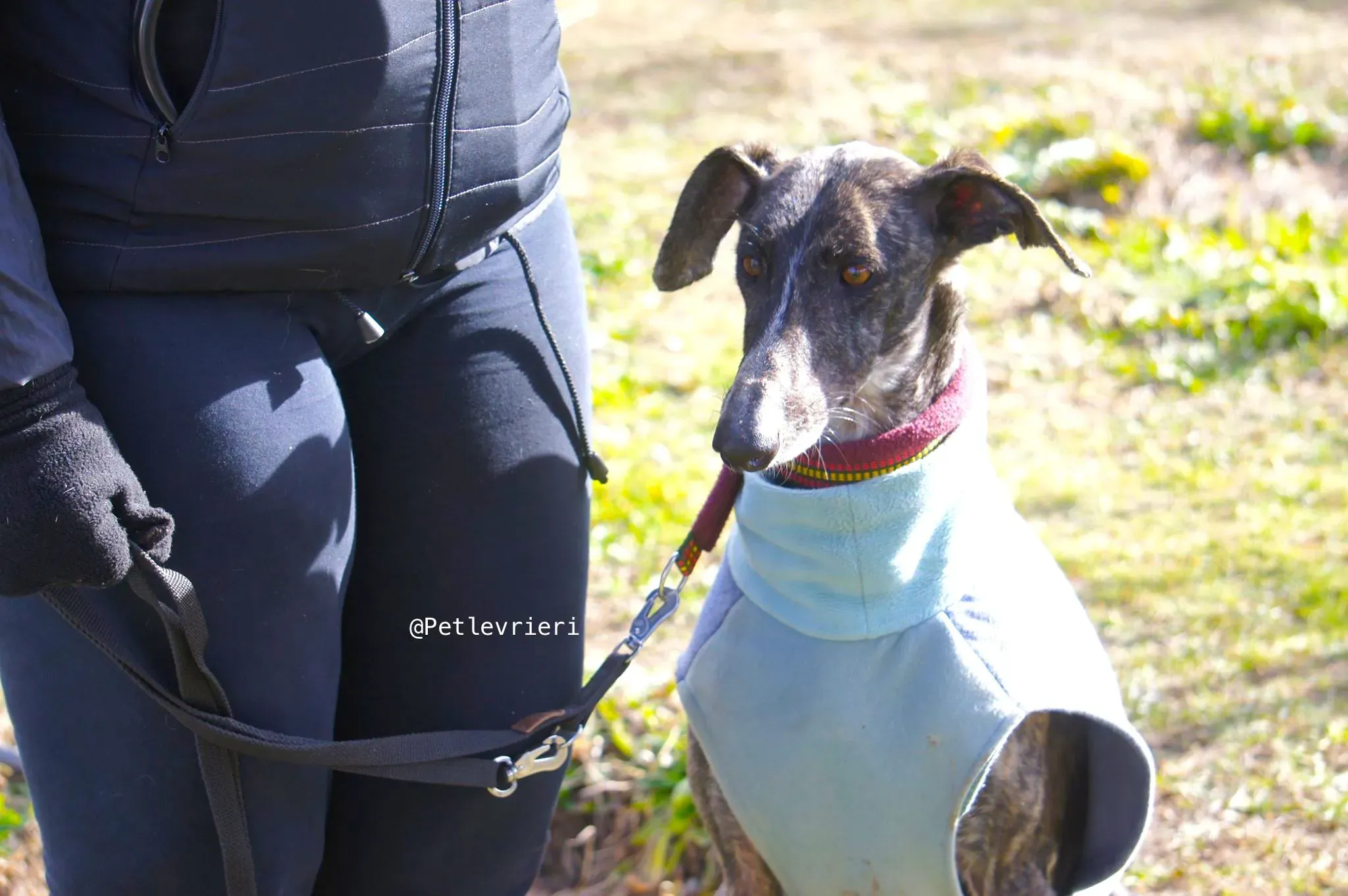 chip5539 adozione levrieri galgo 11