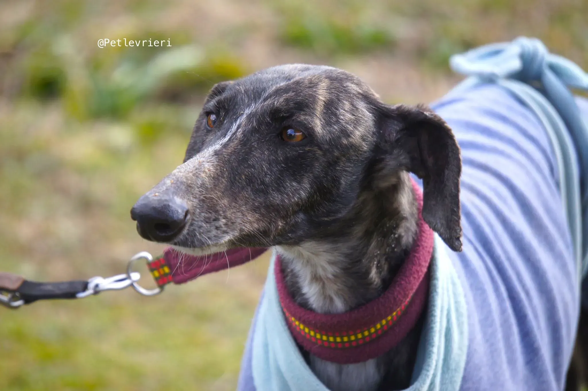 chip5539 adozione levrieri galgo 2