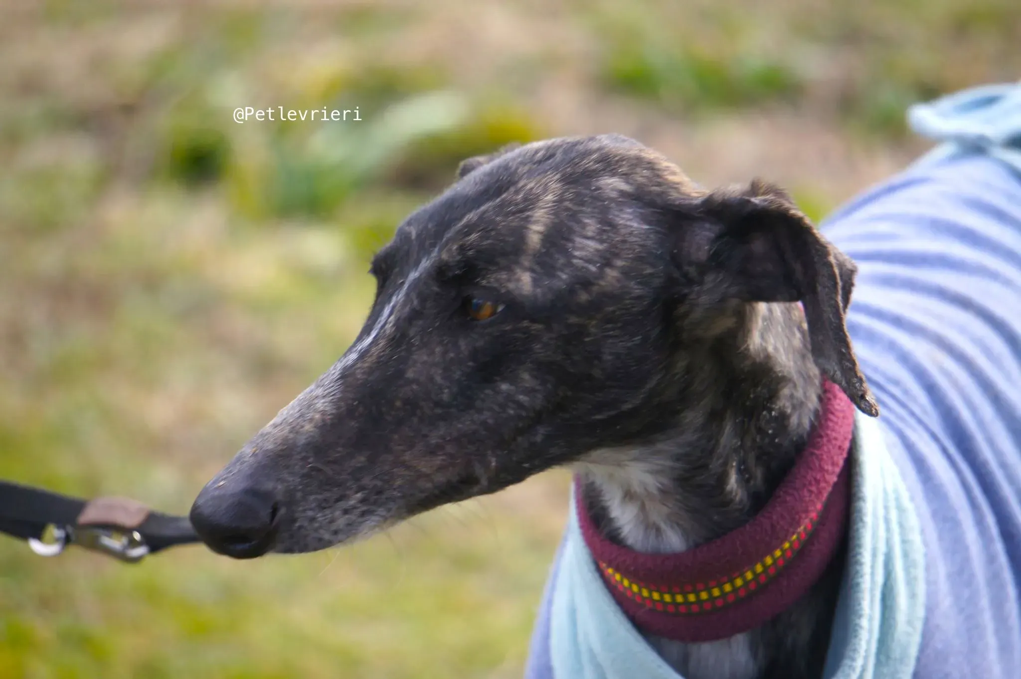 chip5539 adozione levrieri galgo 3