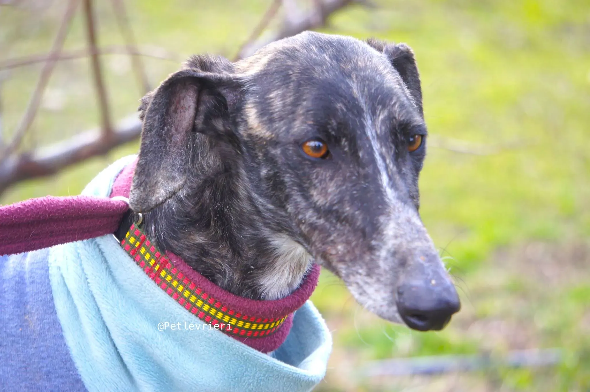 chip5539 adozione levrieri galgo 4