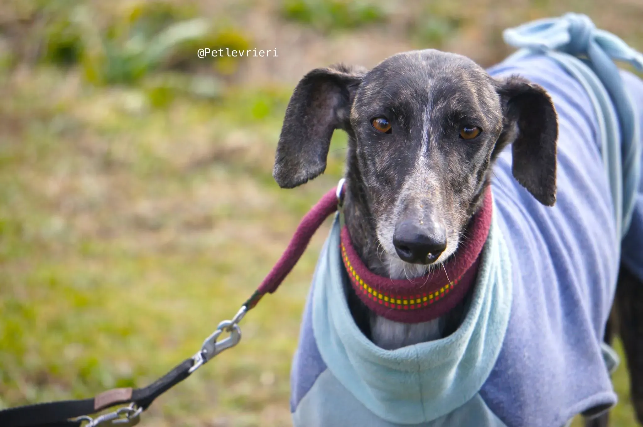 chip5539 adozione levrieri galgo 5