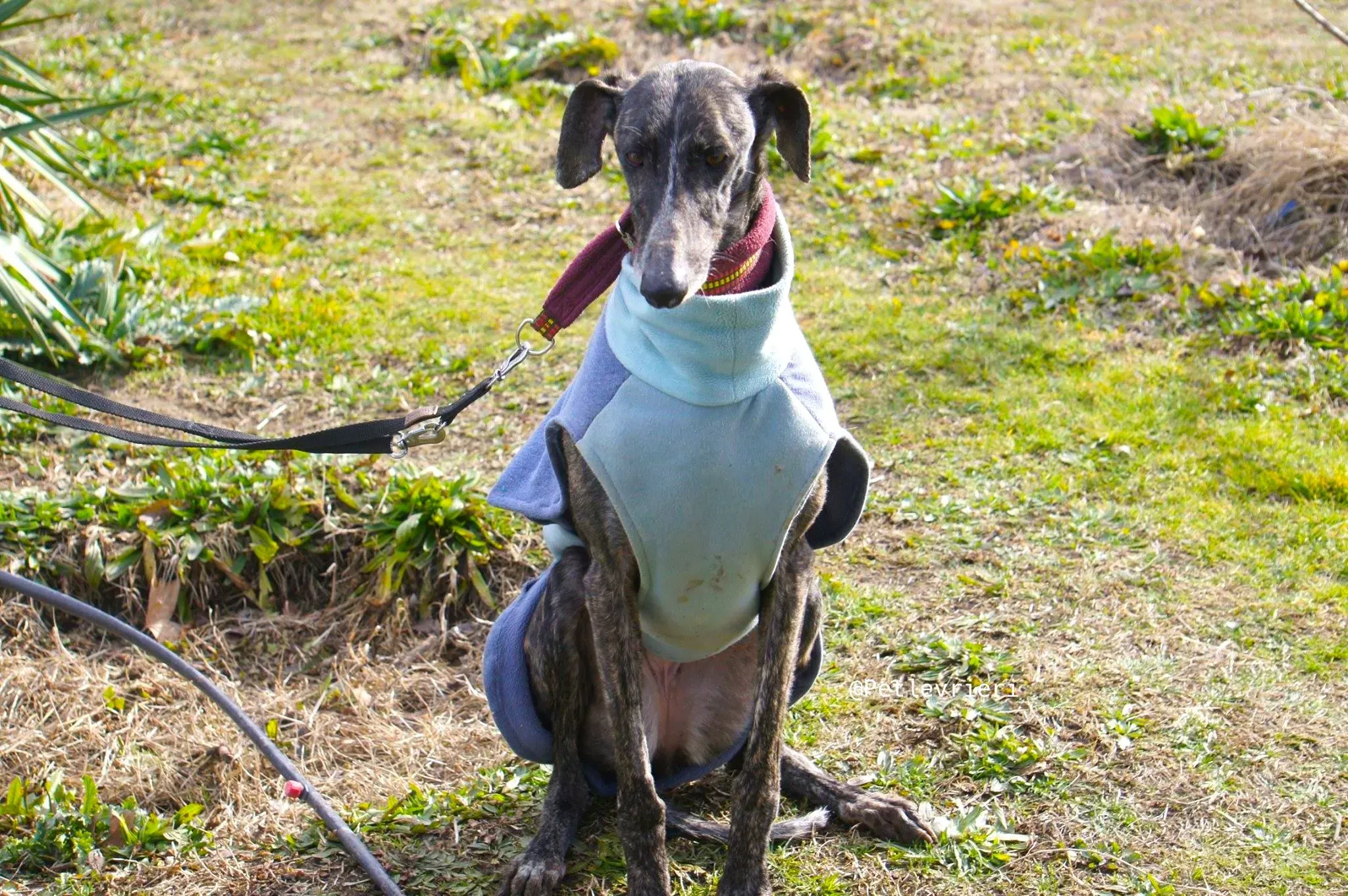 chip5539 adozione levrieri galgo 6