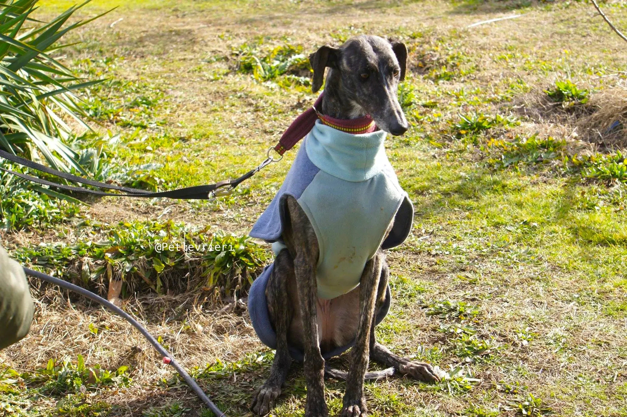 chip5539 adozione levrieri galgo 7