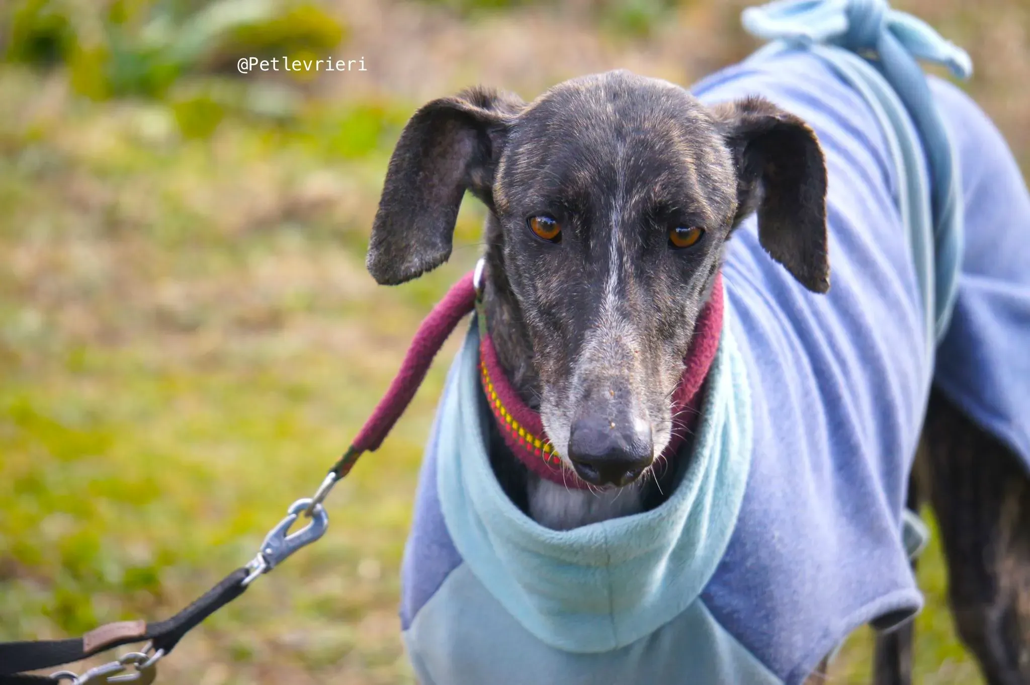 chip5539 adozione levrieri galgo 8