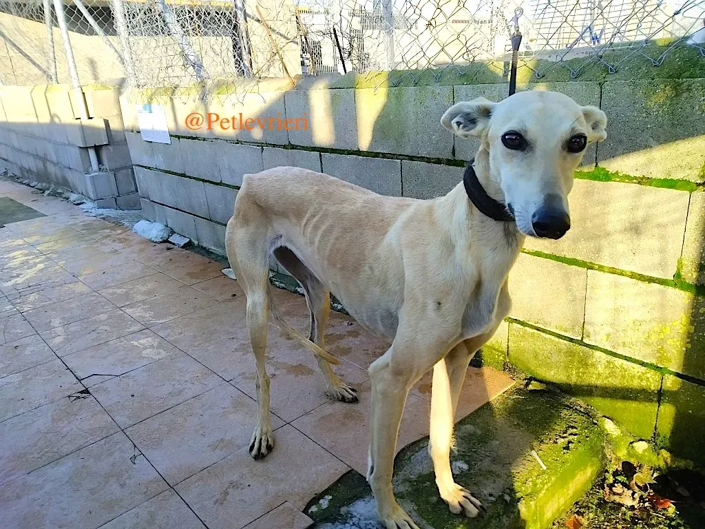 chip78217812 adozione levrieri galgo 3