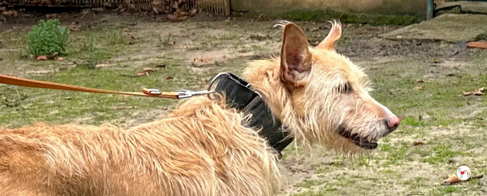 chisco galgo adozione 00 copertina b