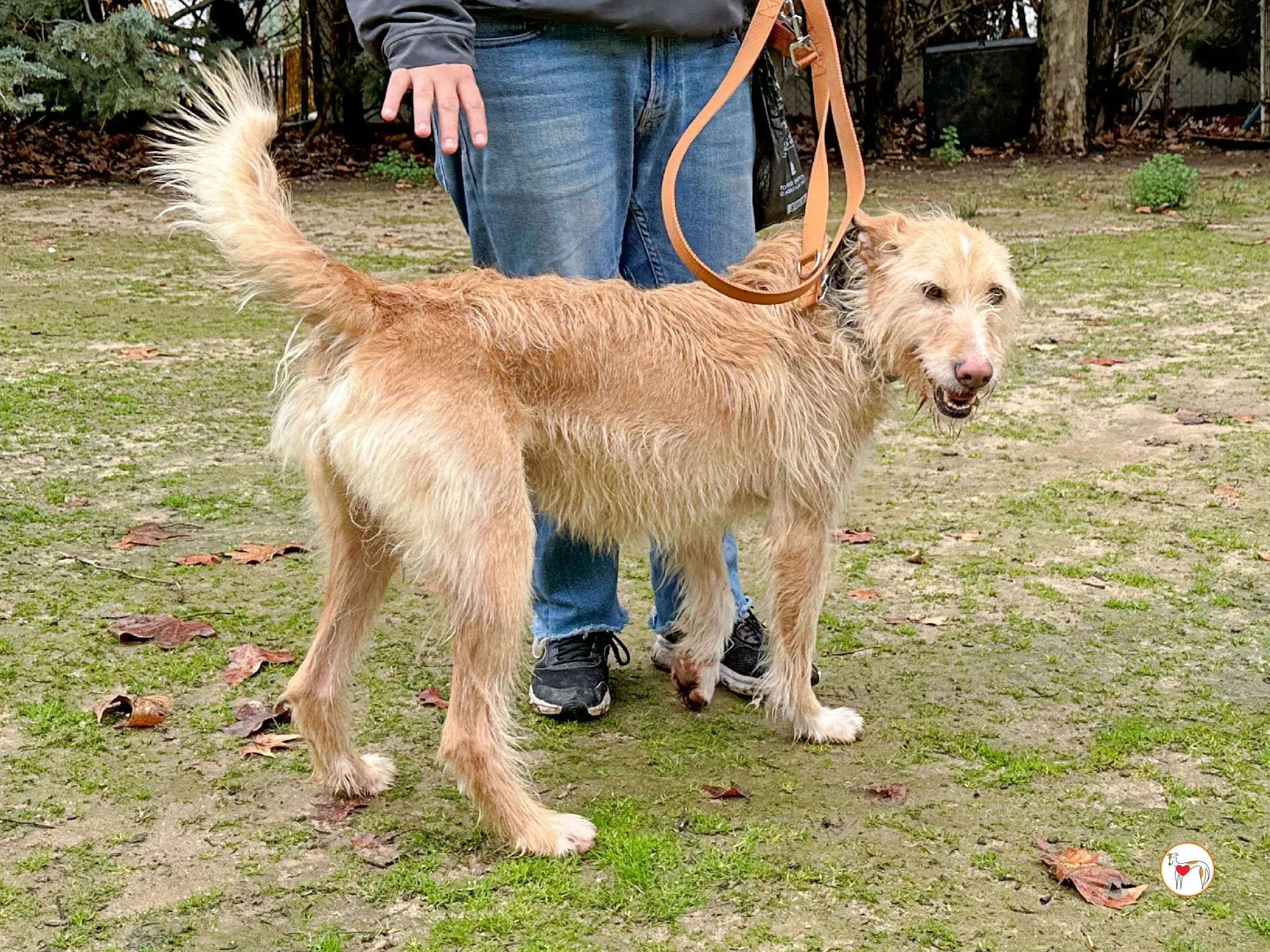 chisco galgo adozione 01