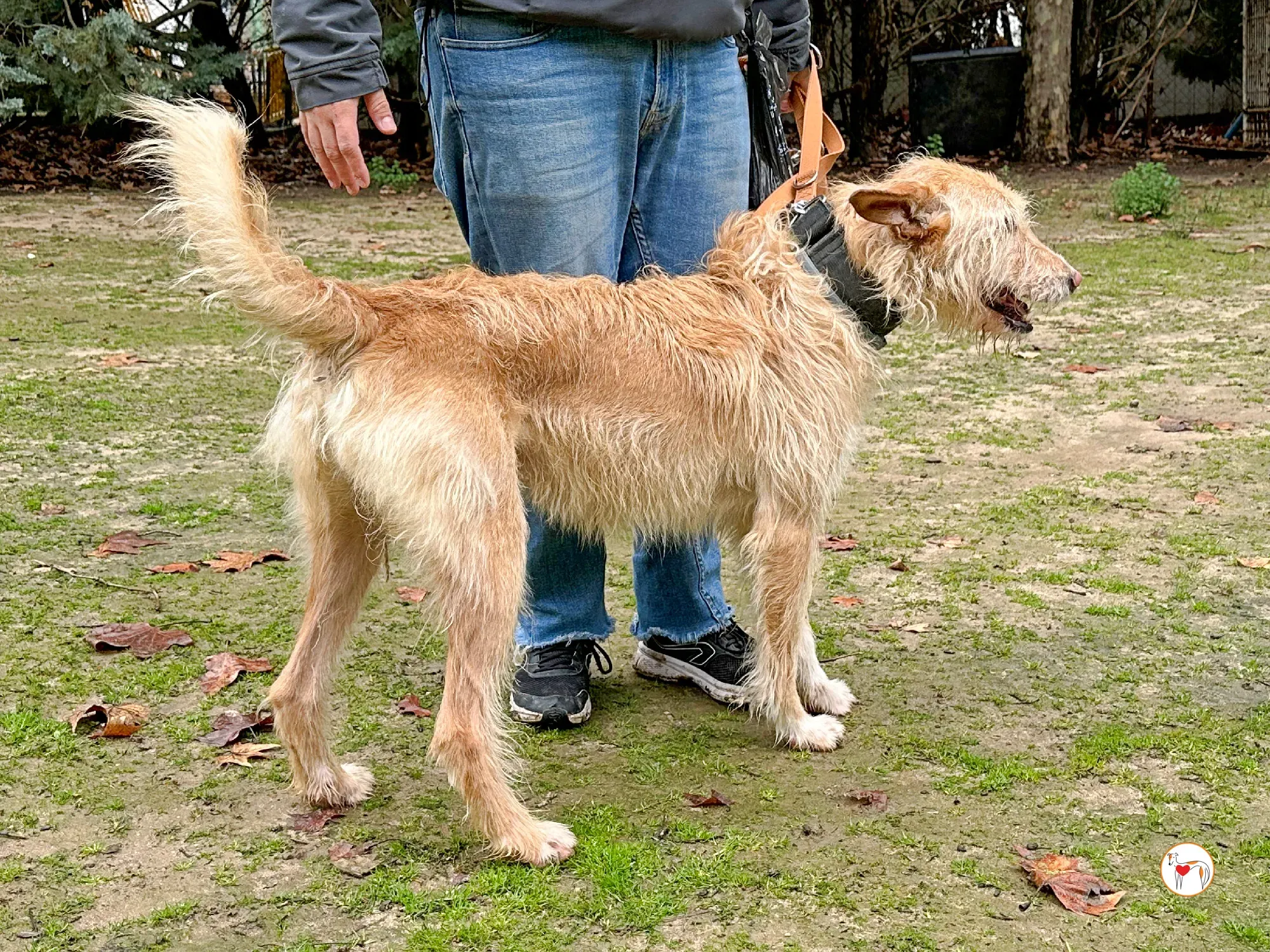 chisco galgo adozione 02