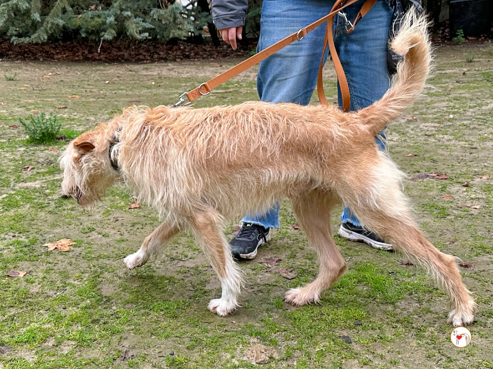 chisco galgo adozione 03