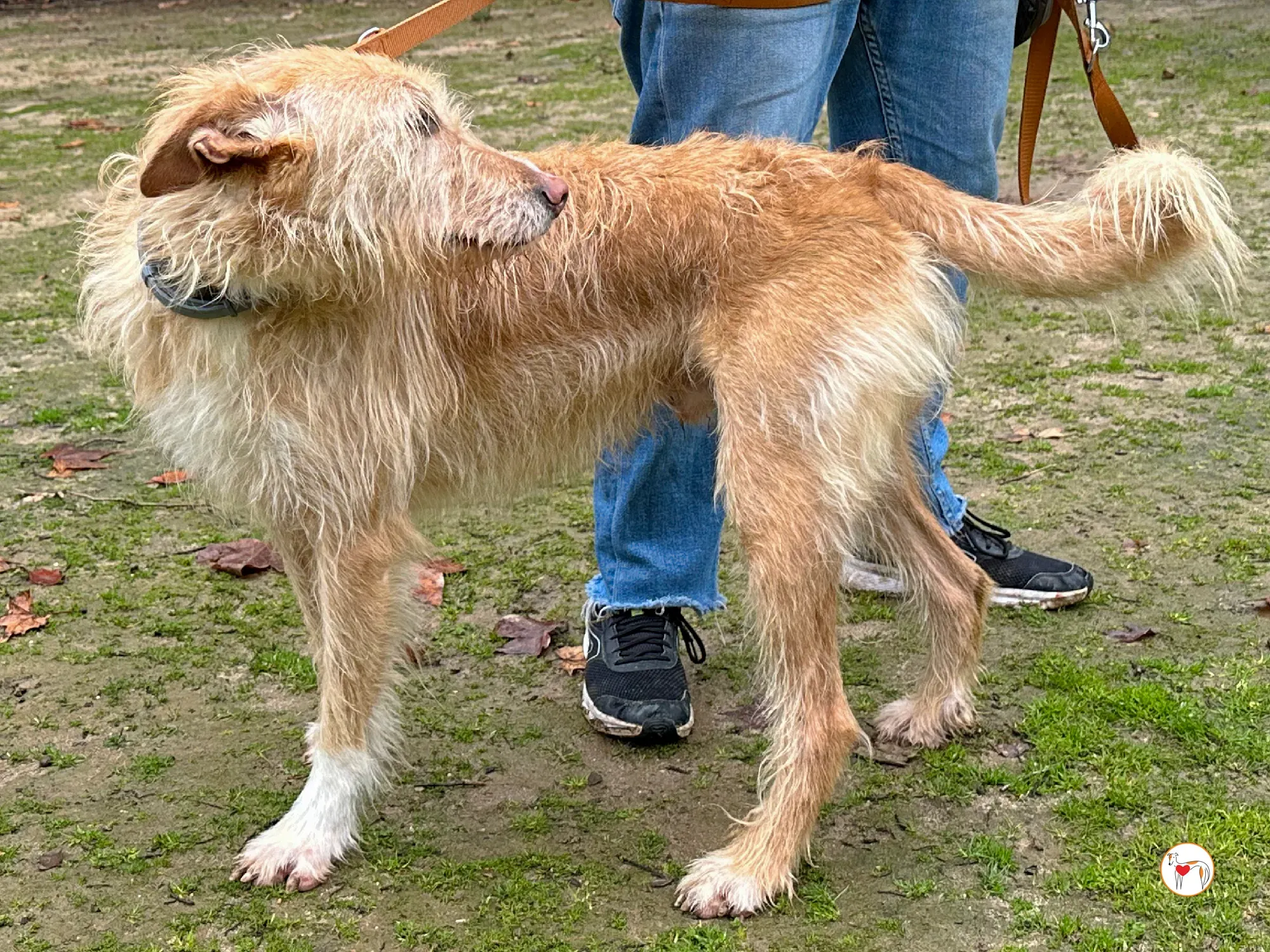 chisco galgo adozione 04