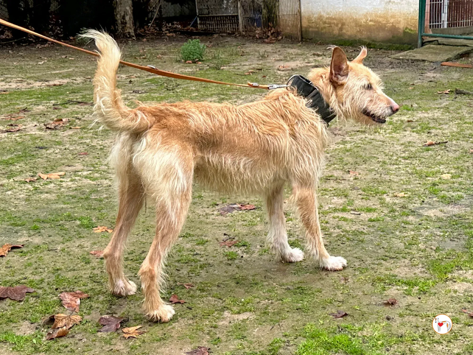 chisco galgo adozione 05 1