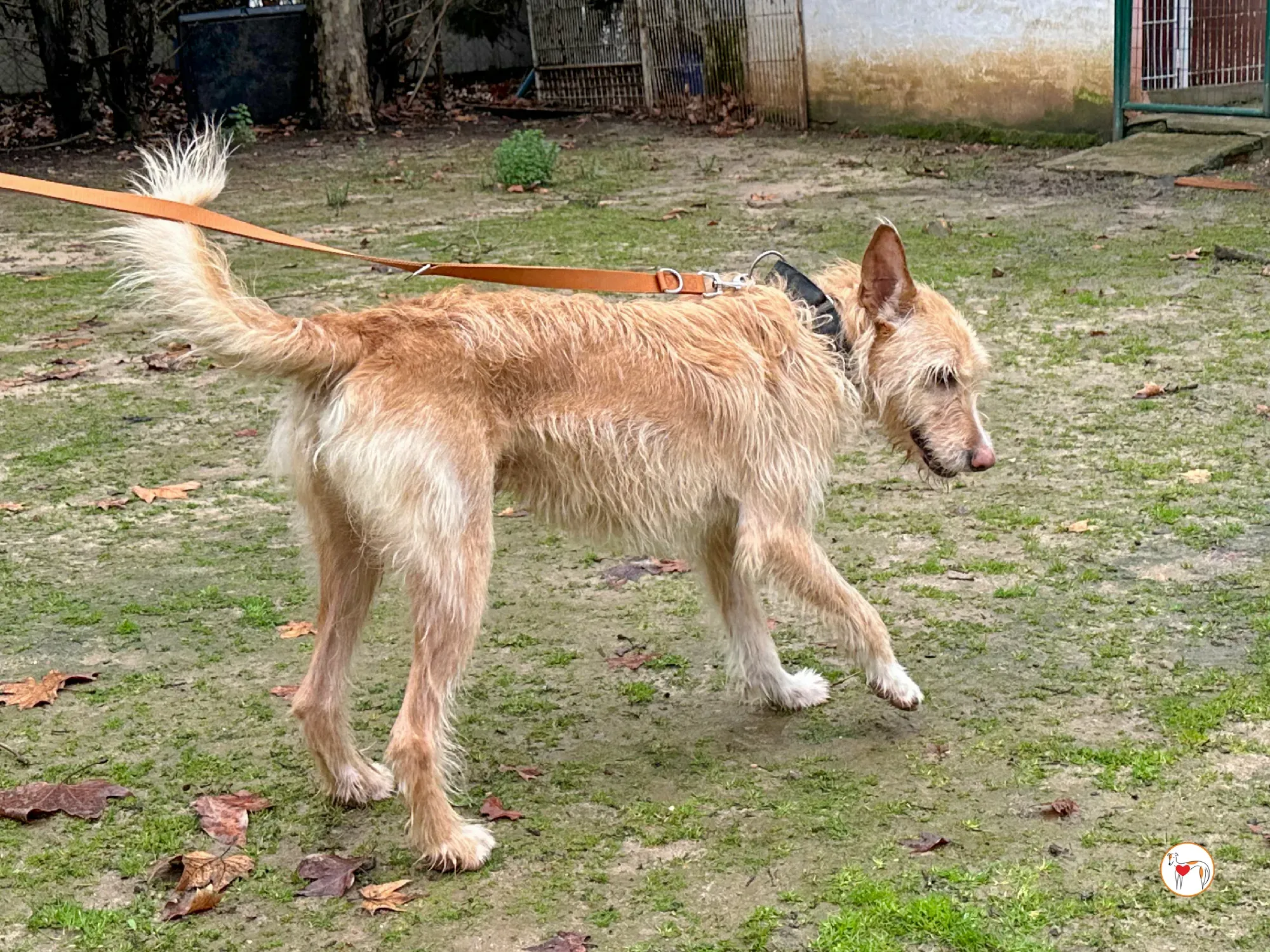 chisco galgo adozione 06