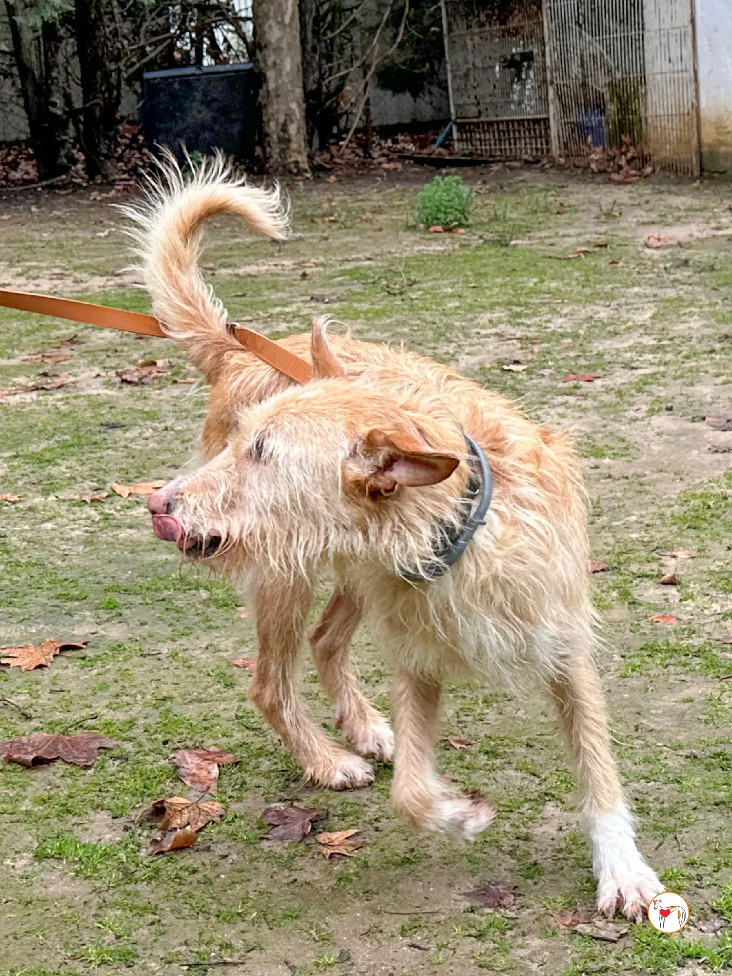 chisco galgo adozione 07