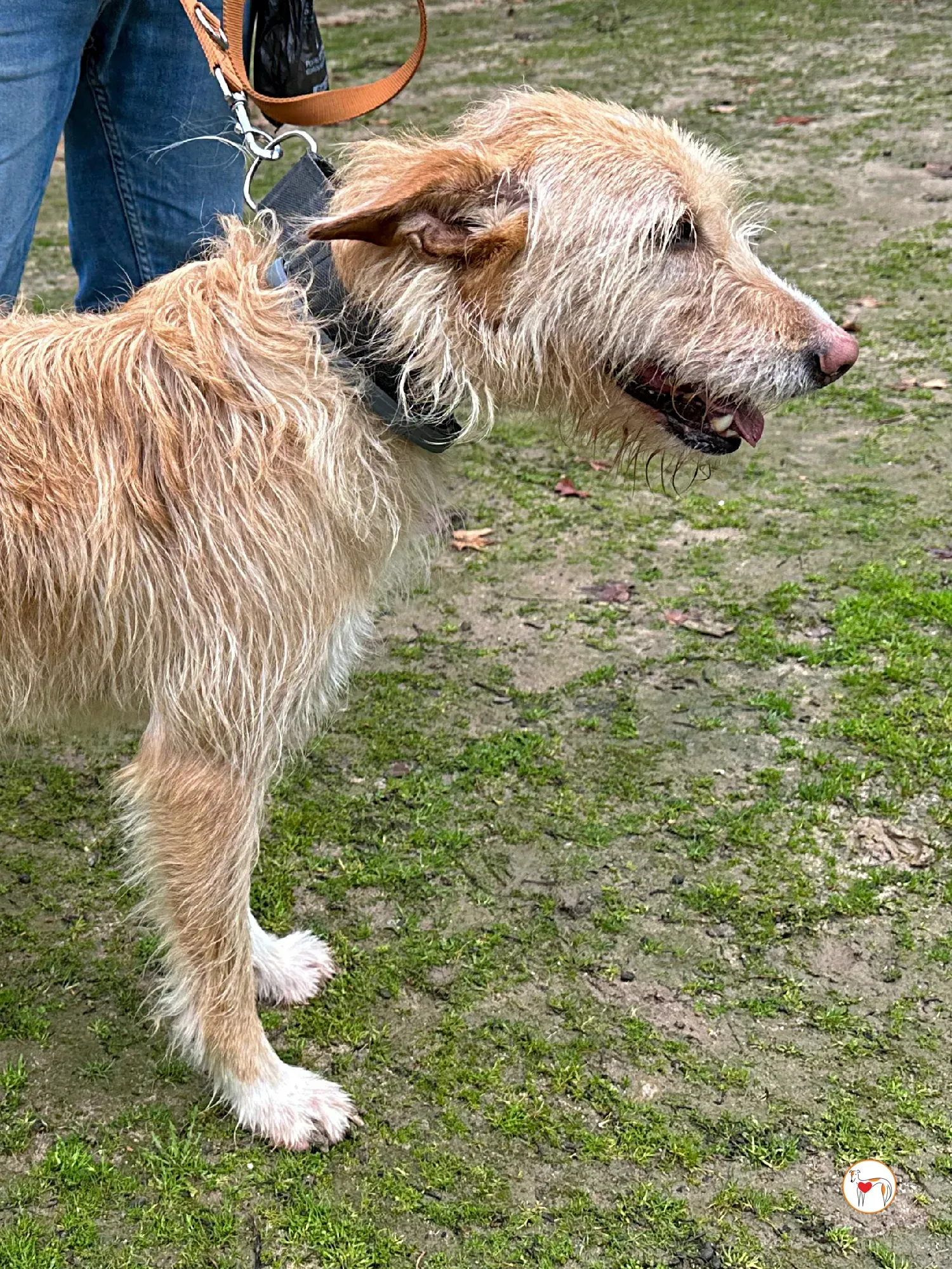 chisco galgo adozione 08