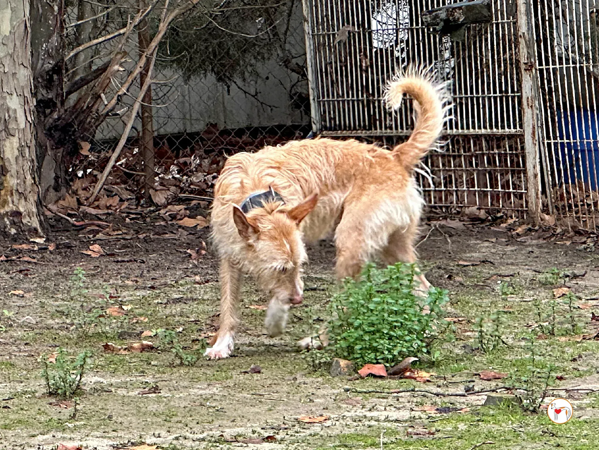 chisco galgo adozione 09