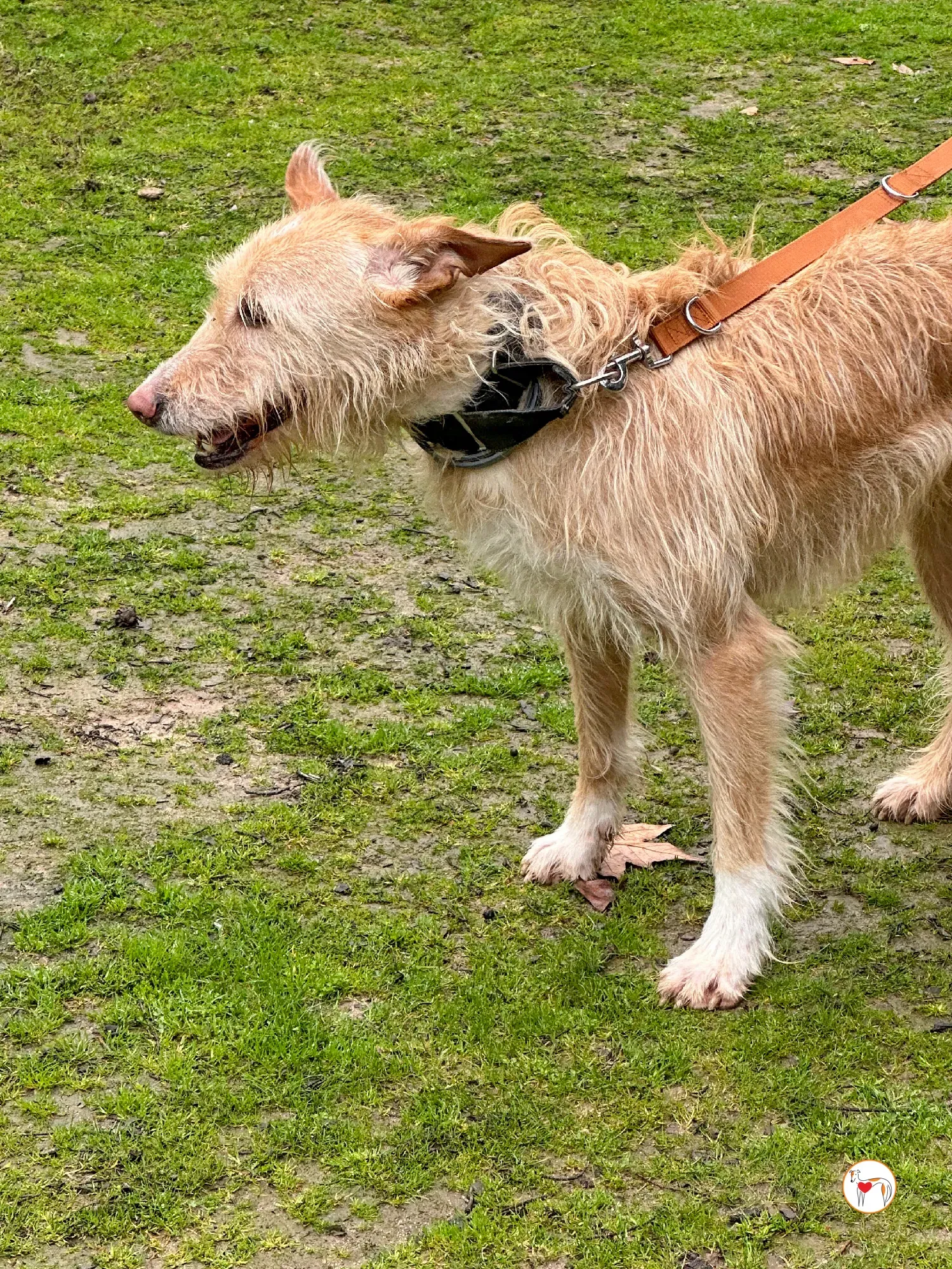 chisco galgo adozione 10