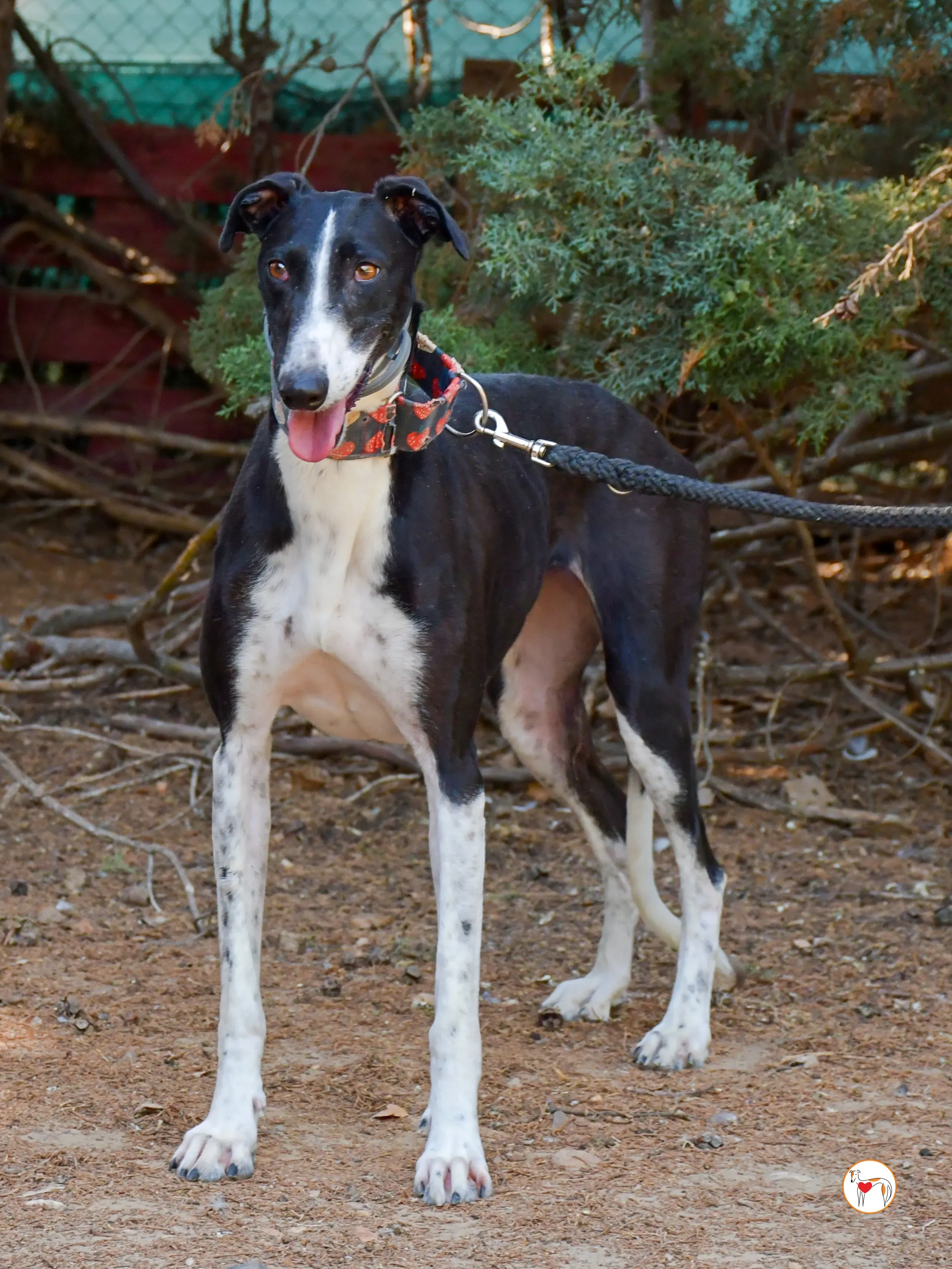 chocolatina galgo adozione 01