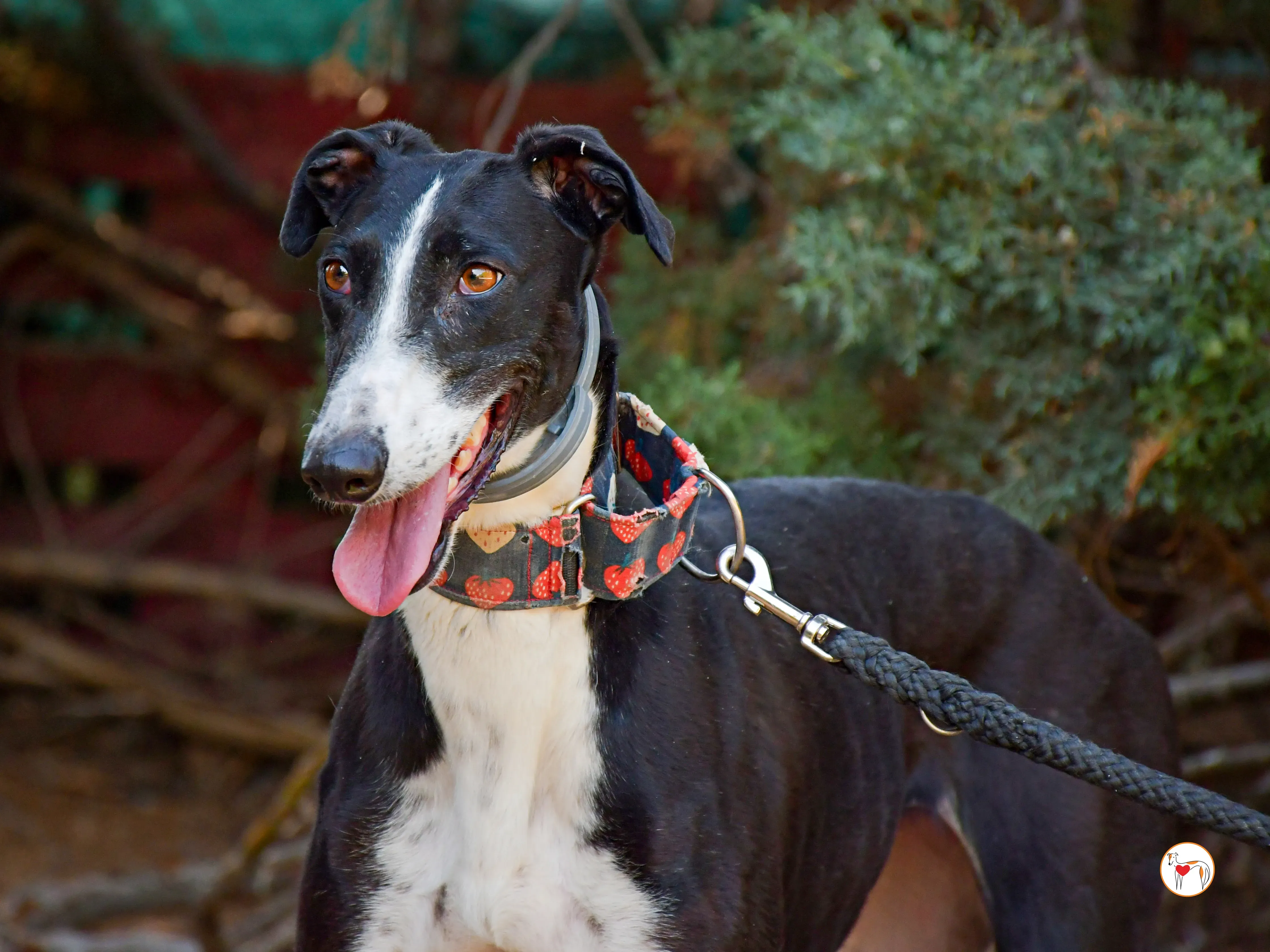 chocolatina galgo adozione 02