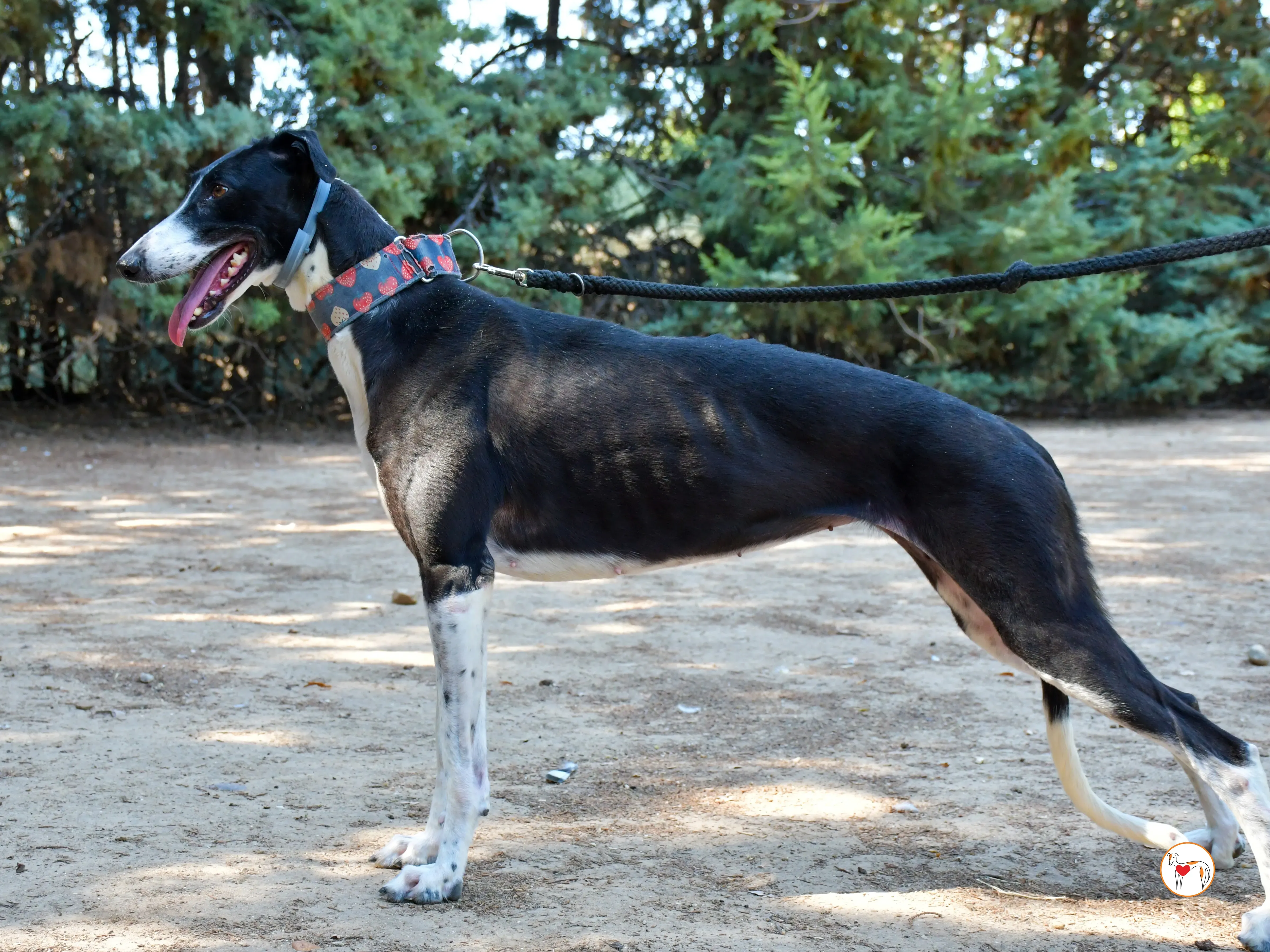 chocolatina galgo adozione 03