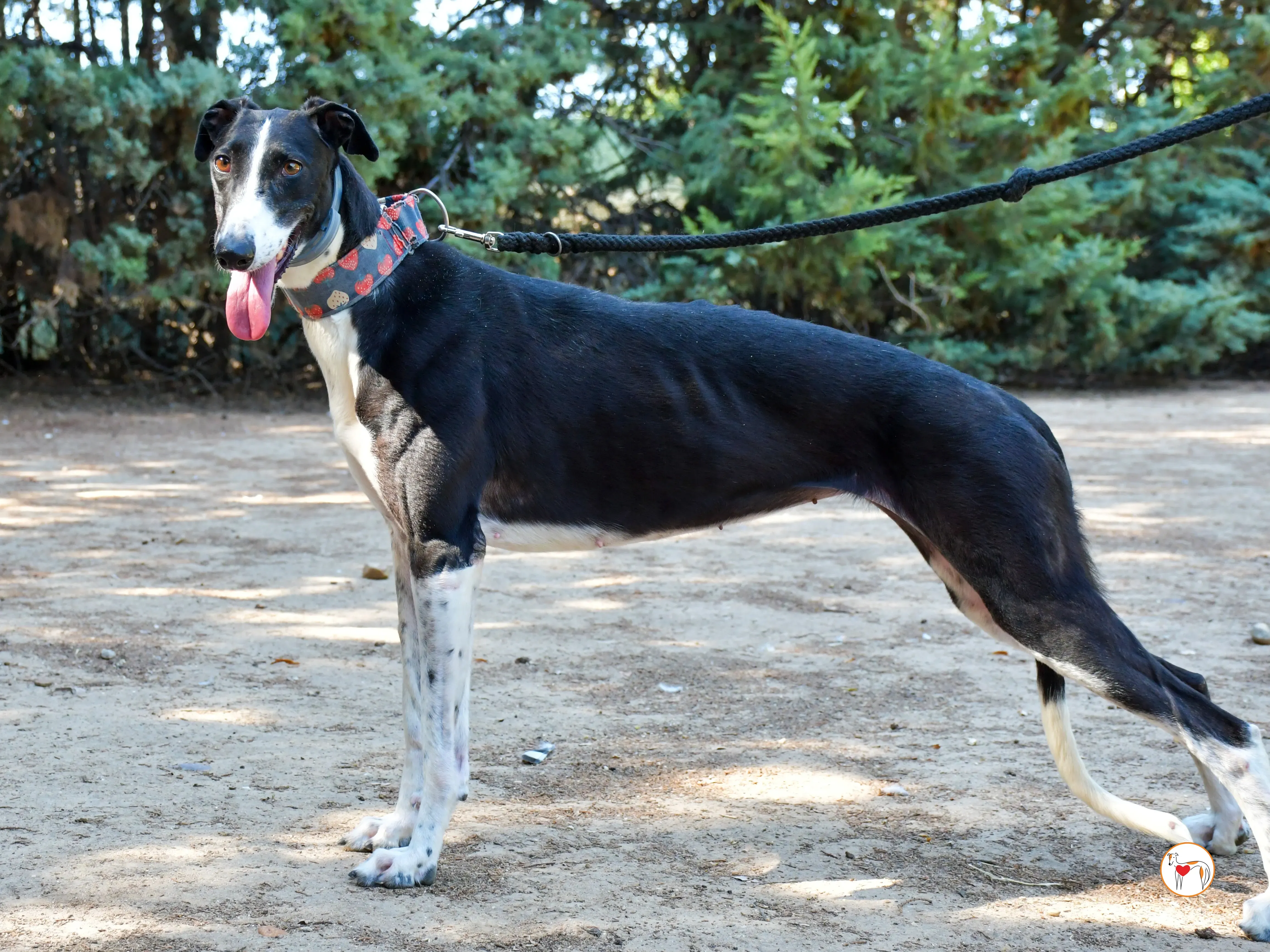 chocolatina galgo adozione 04