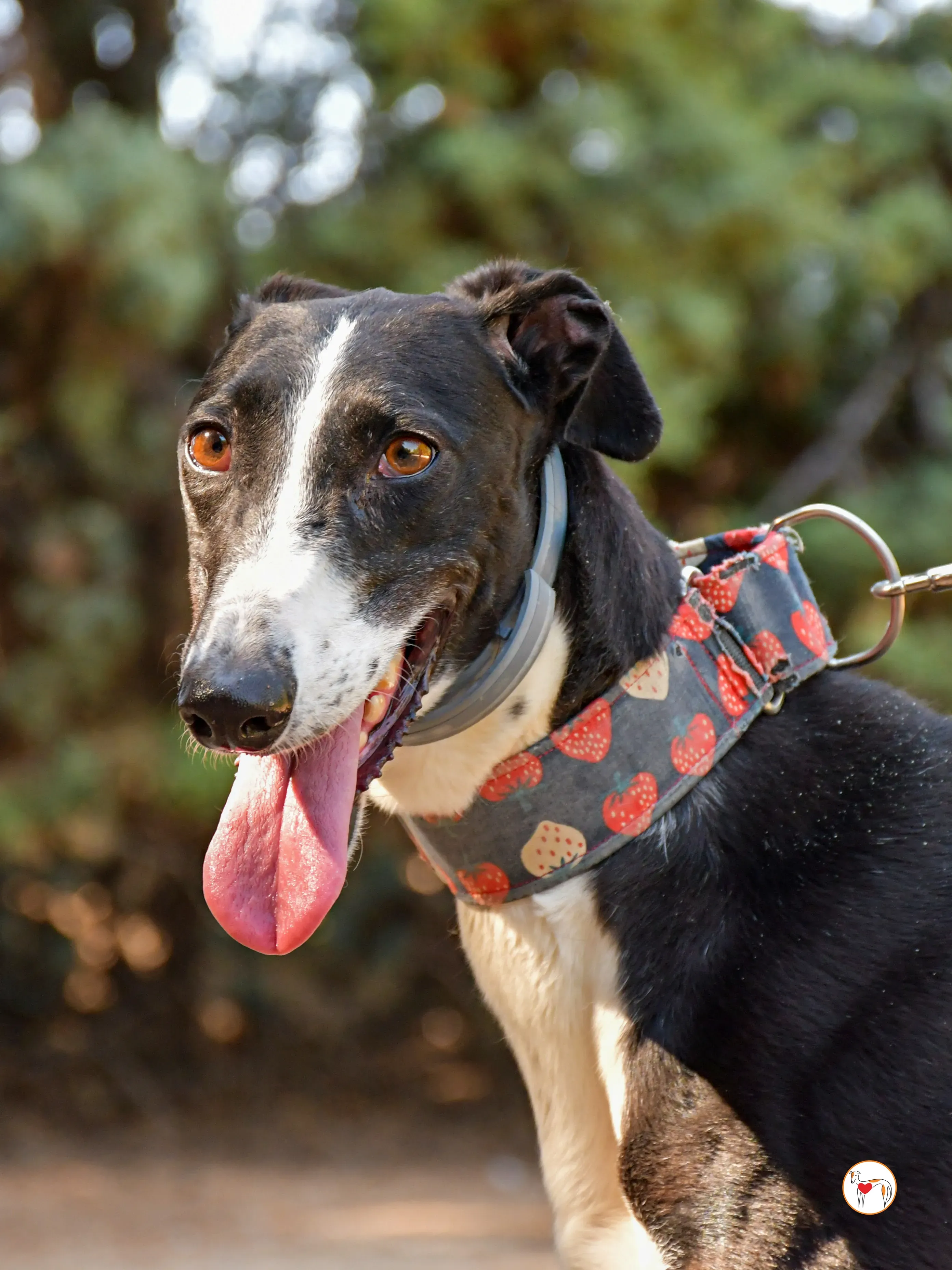 chocolatina galgo adozione 05