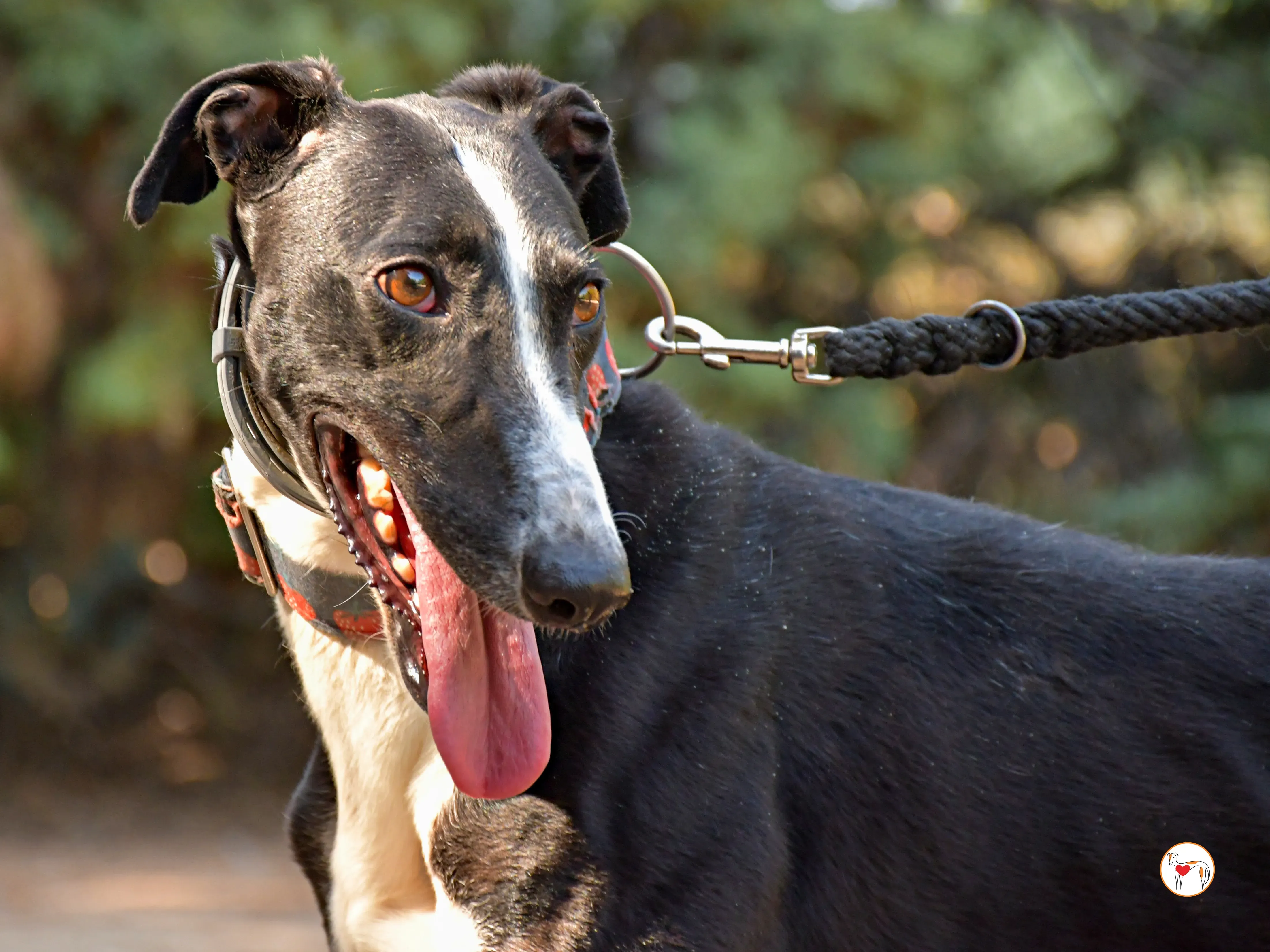 chocolatina galgo adozione 06