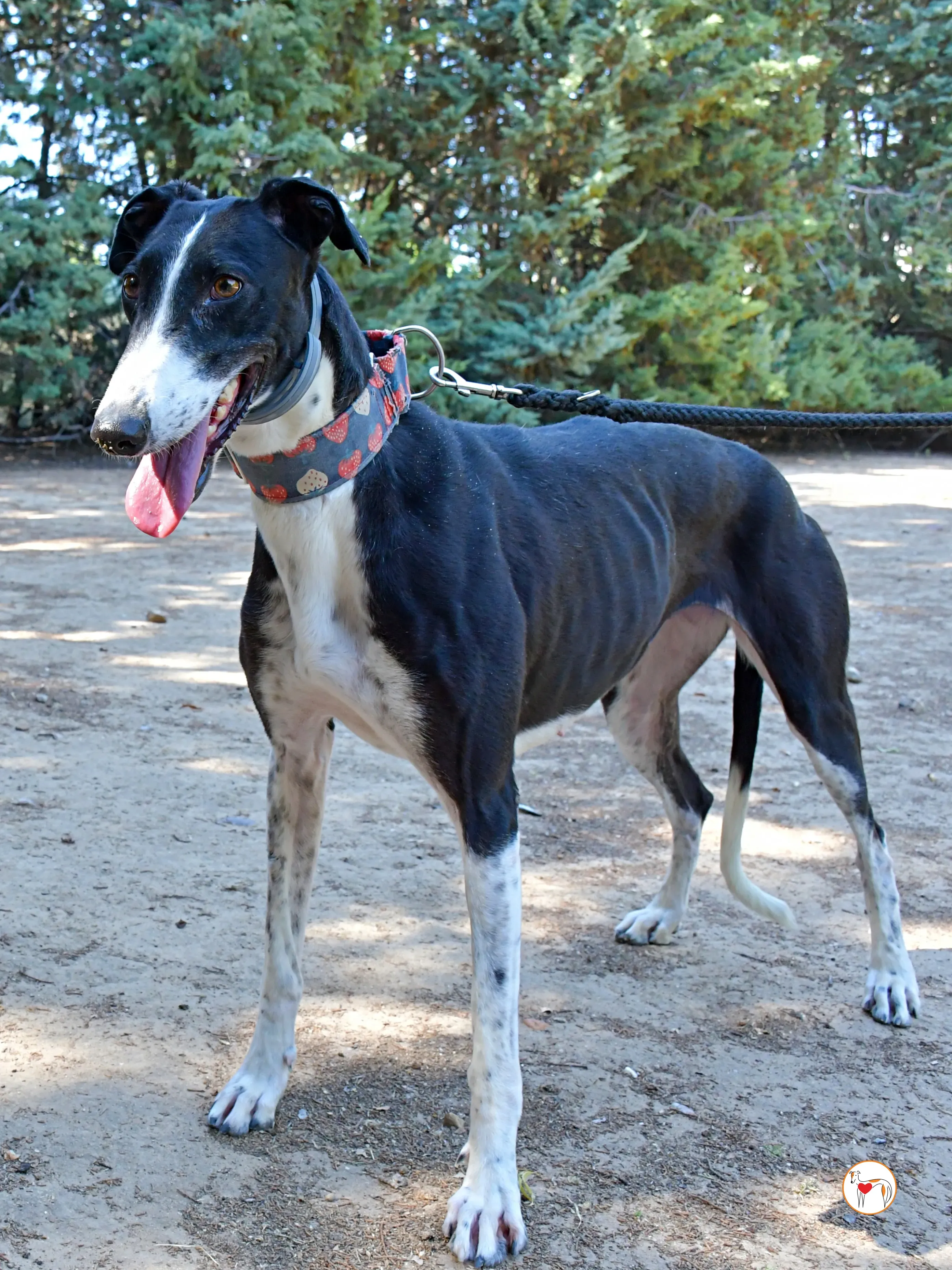 chocolatina galgo adozione 07