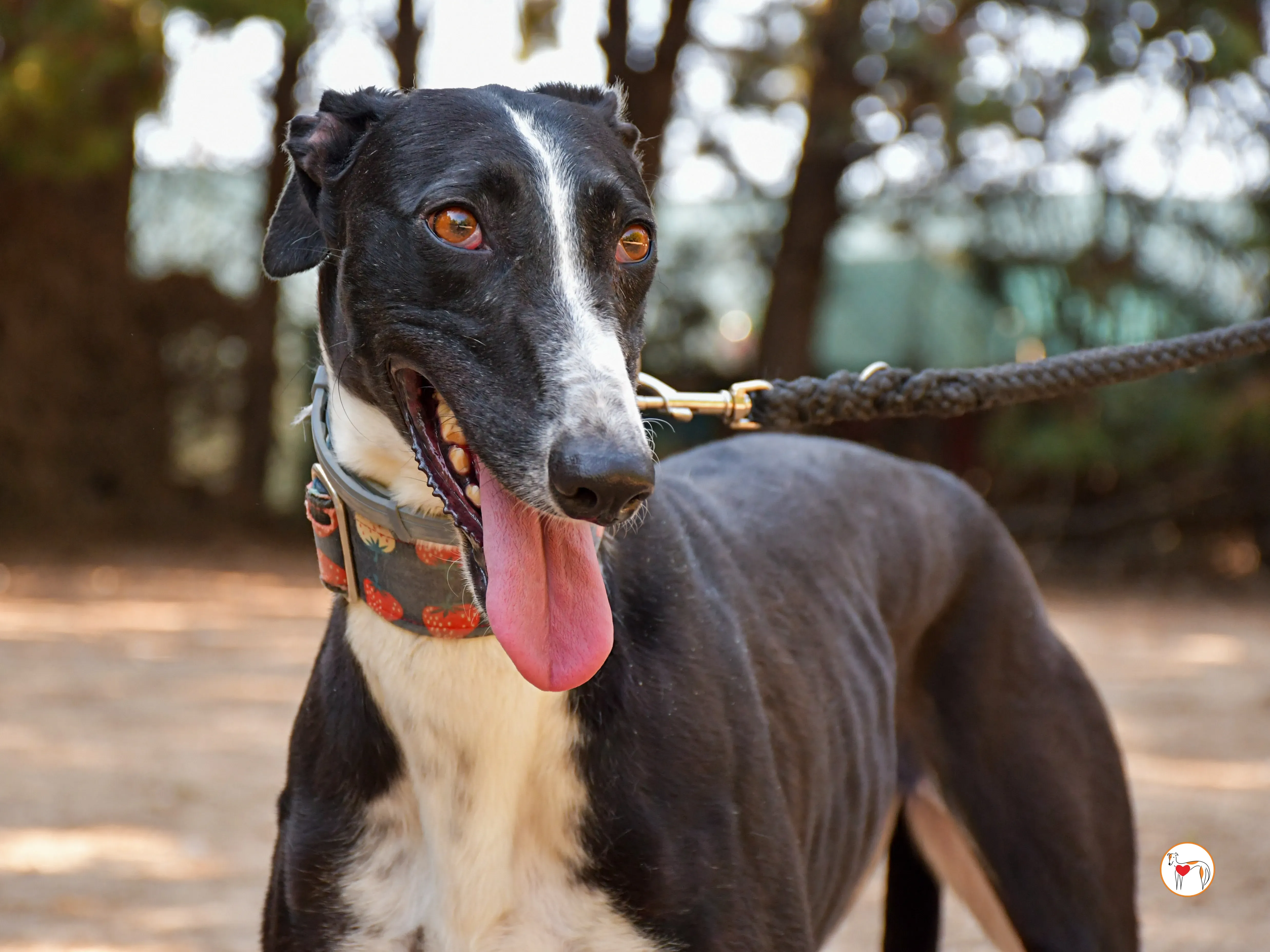 chocolatina galgo adozione 08