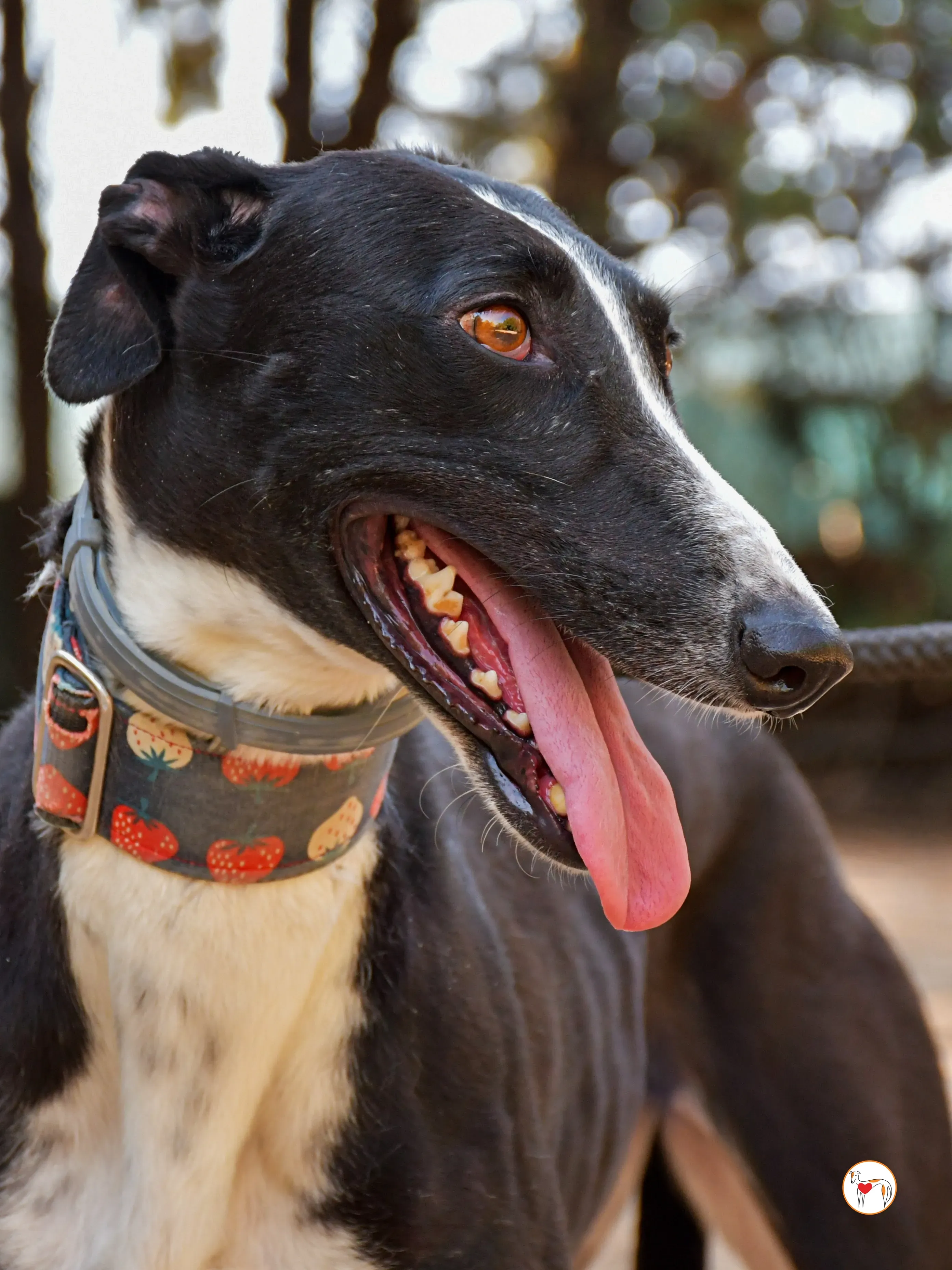 chocolatina galgo adozione 09