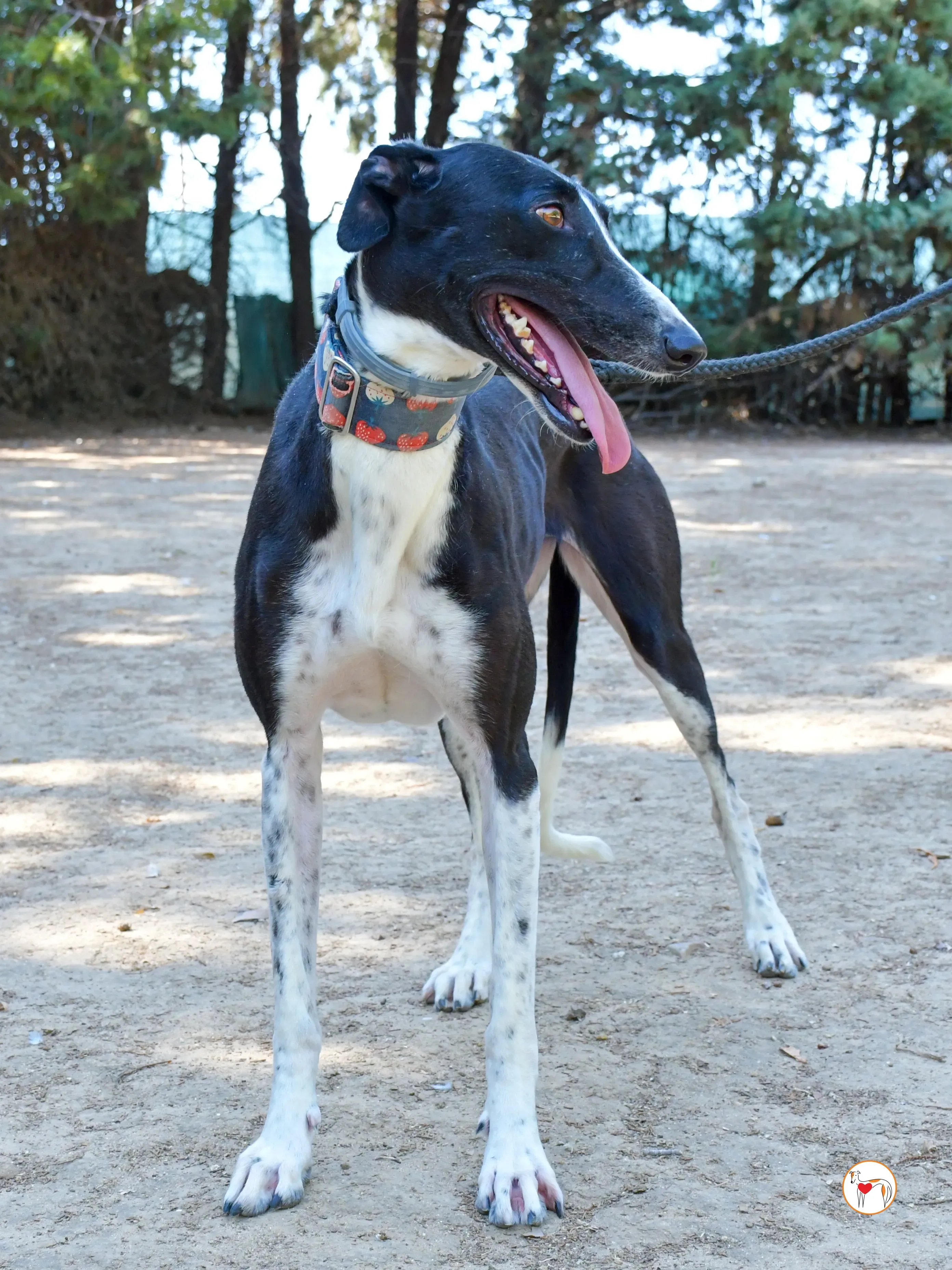 chocolatina galgo adozione 10
