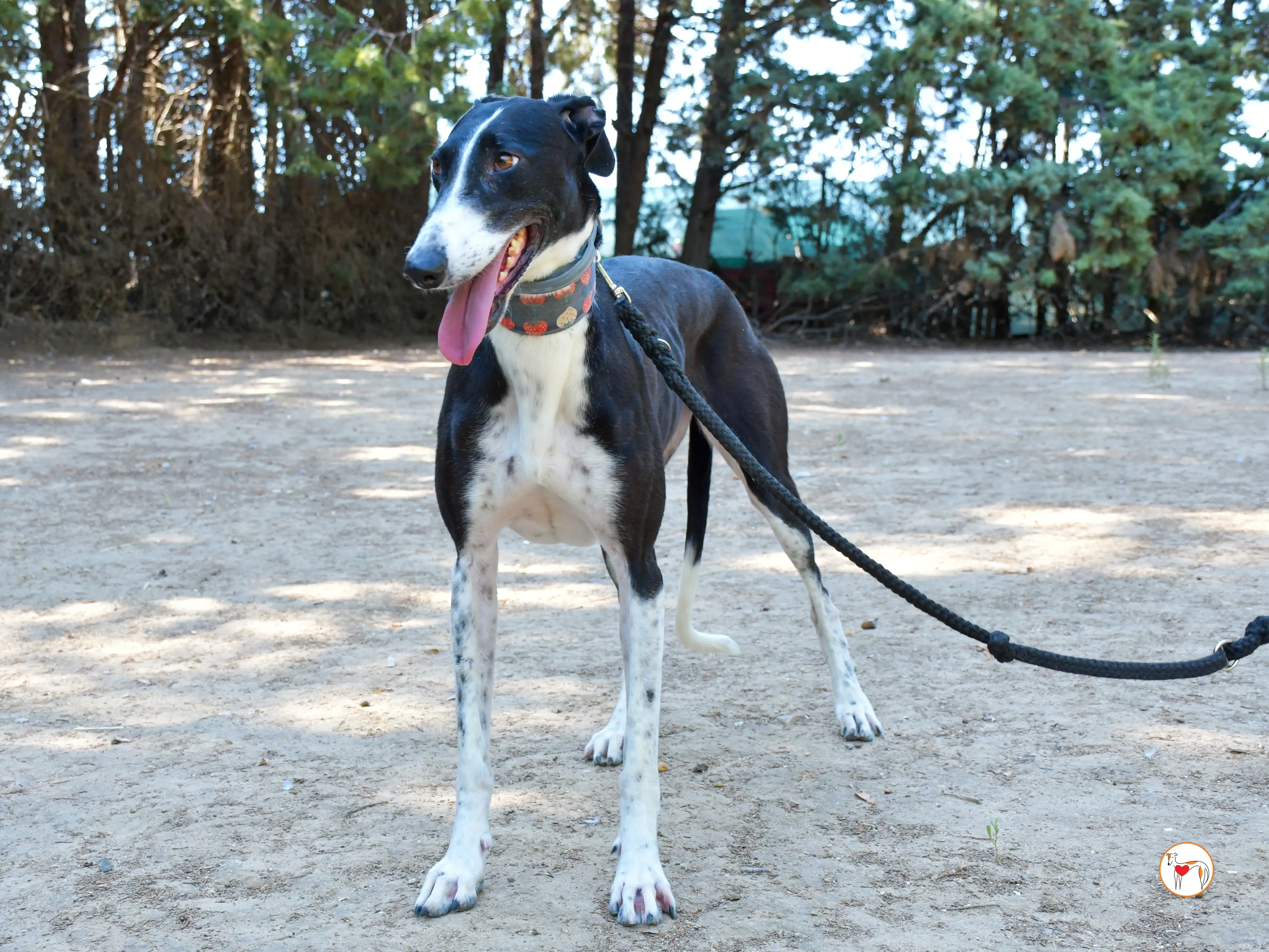 chocolatina galgo adozione 11