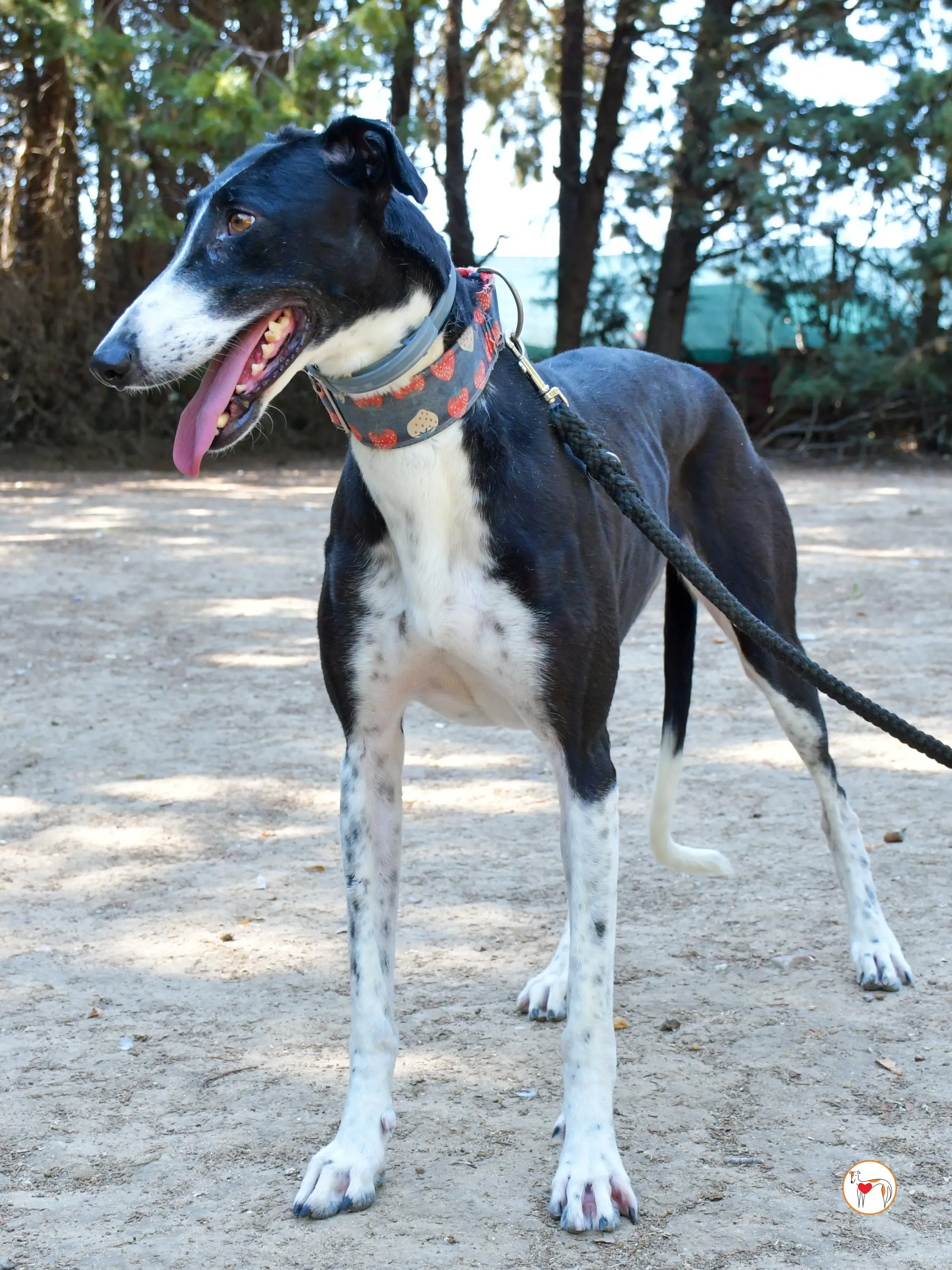 chocolatina galgo adozione 12