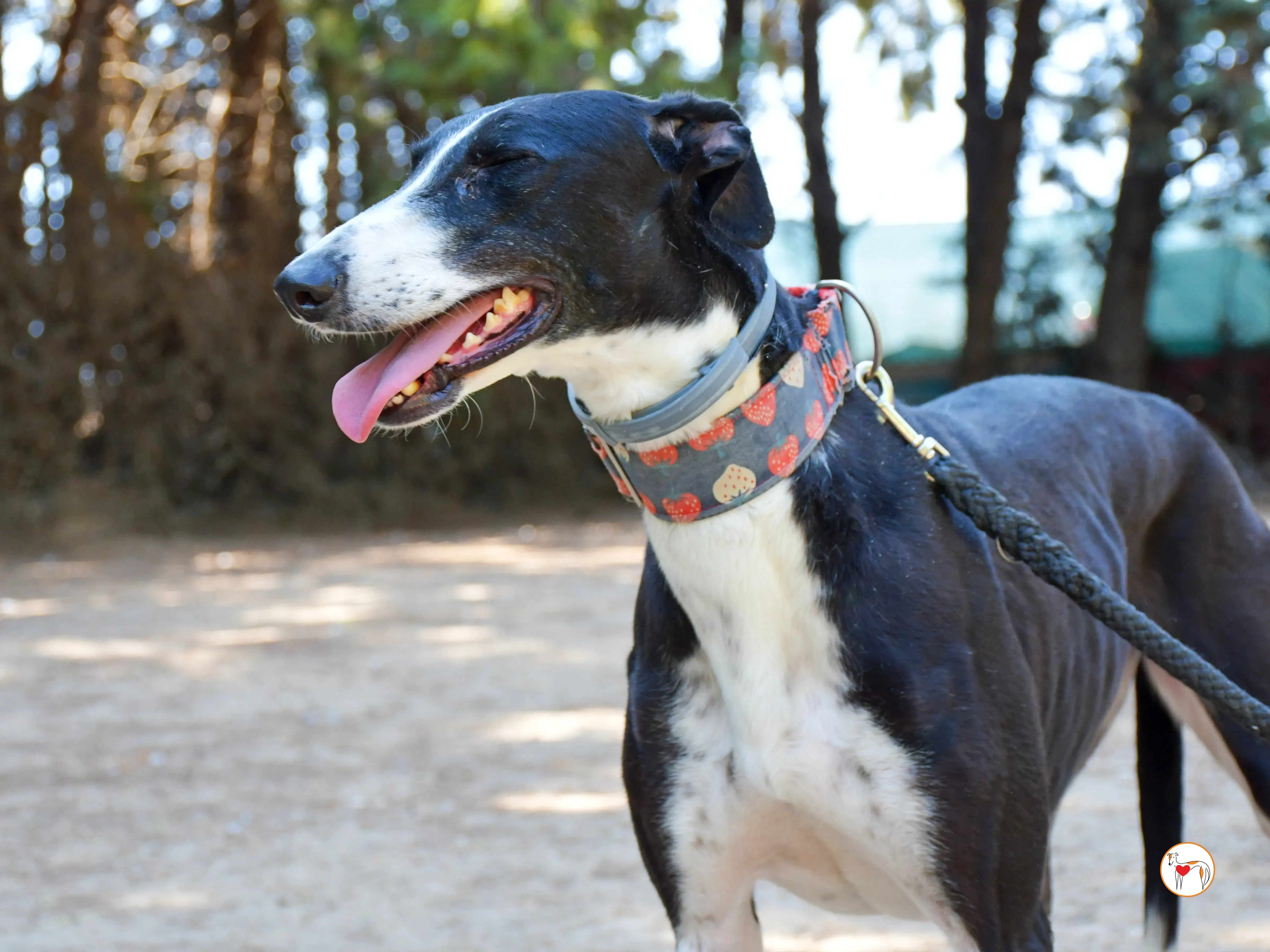 chocolatina galgo adozione 13