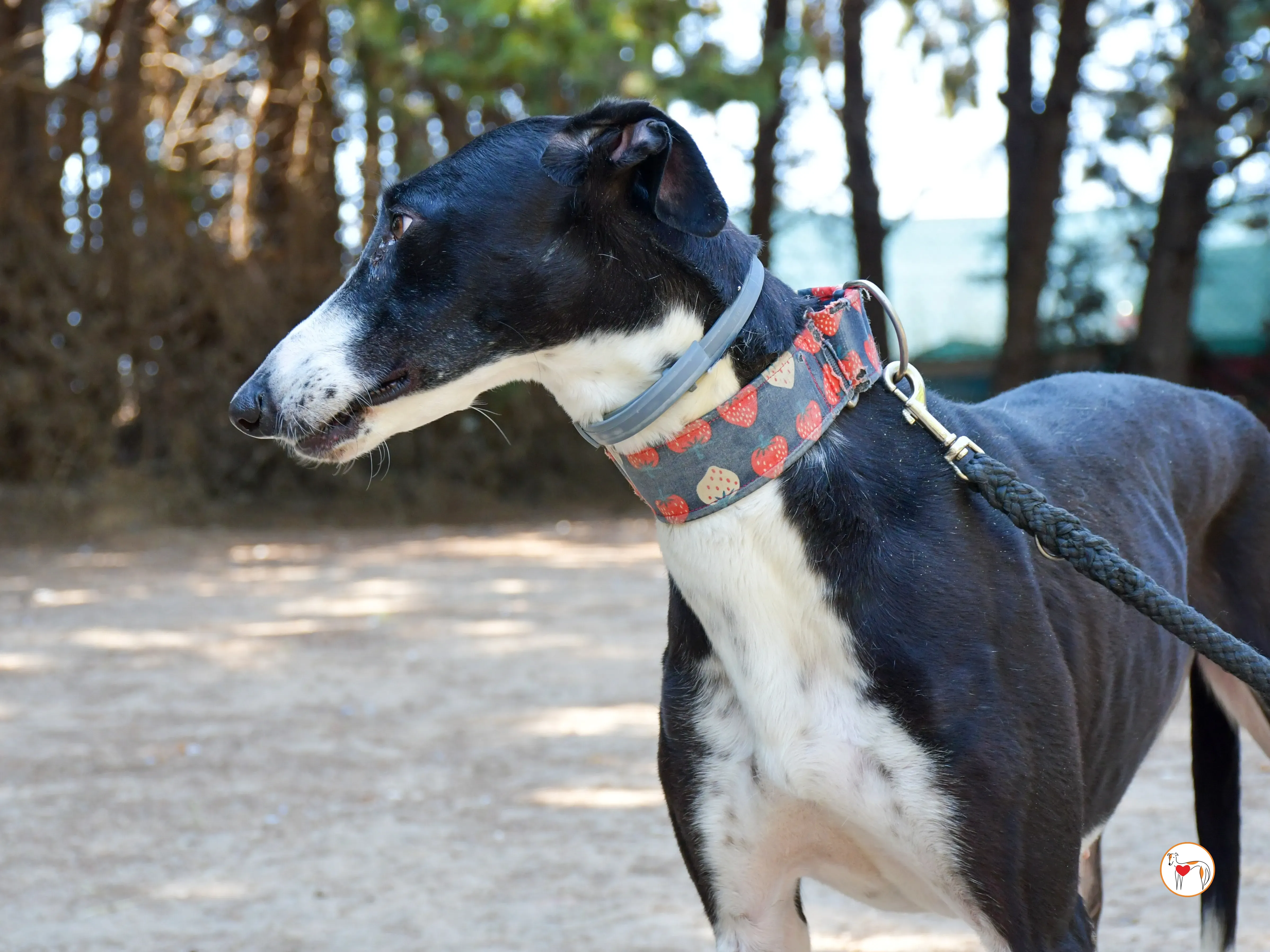 chocolatina galgo adozione 14