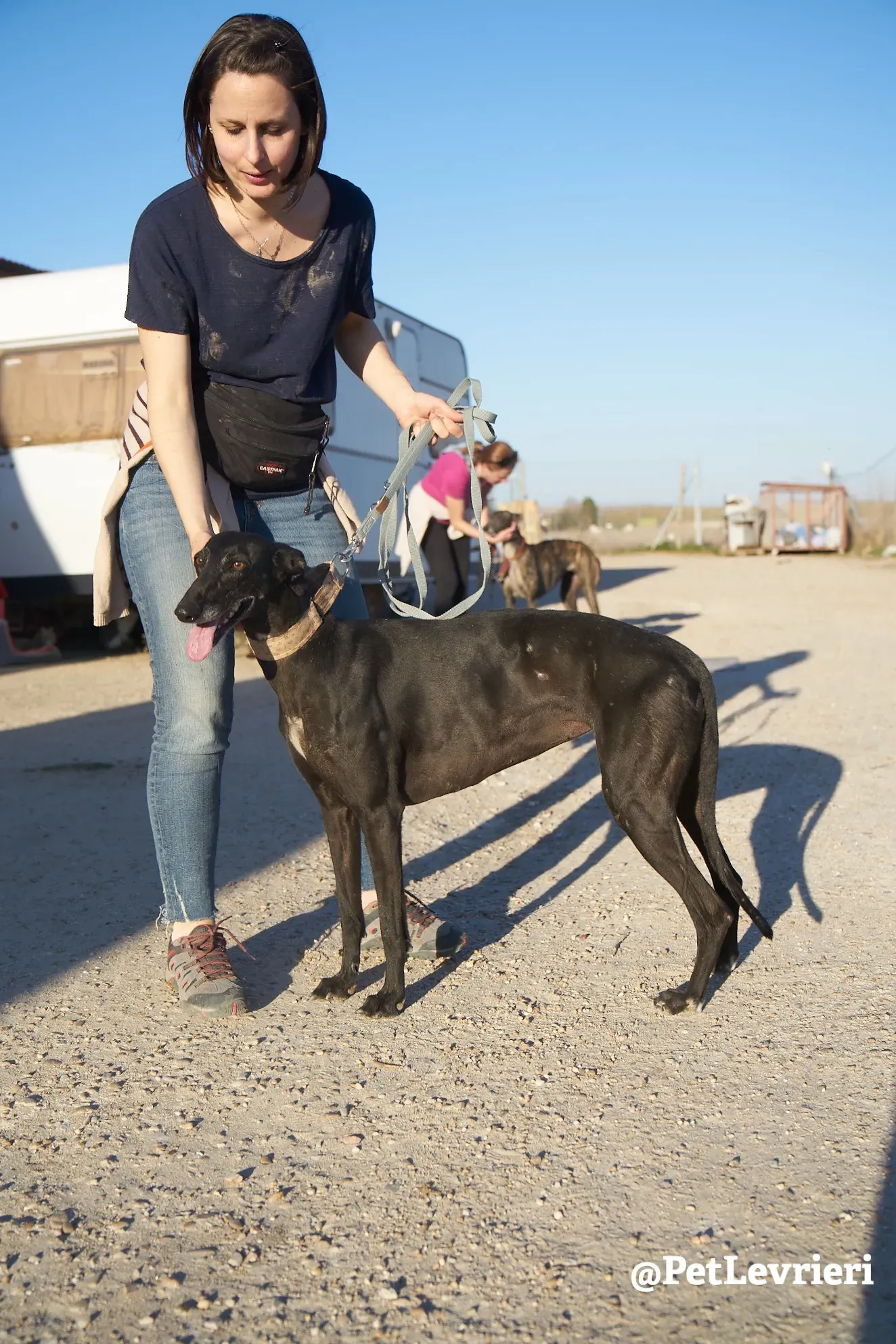 choiva adozione galgo 1