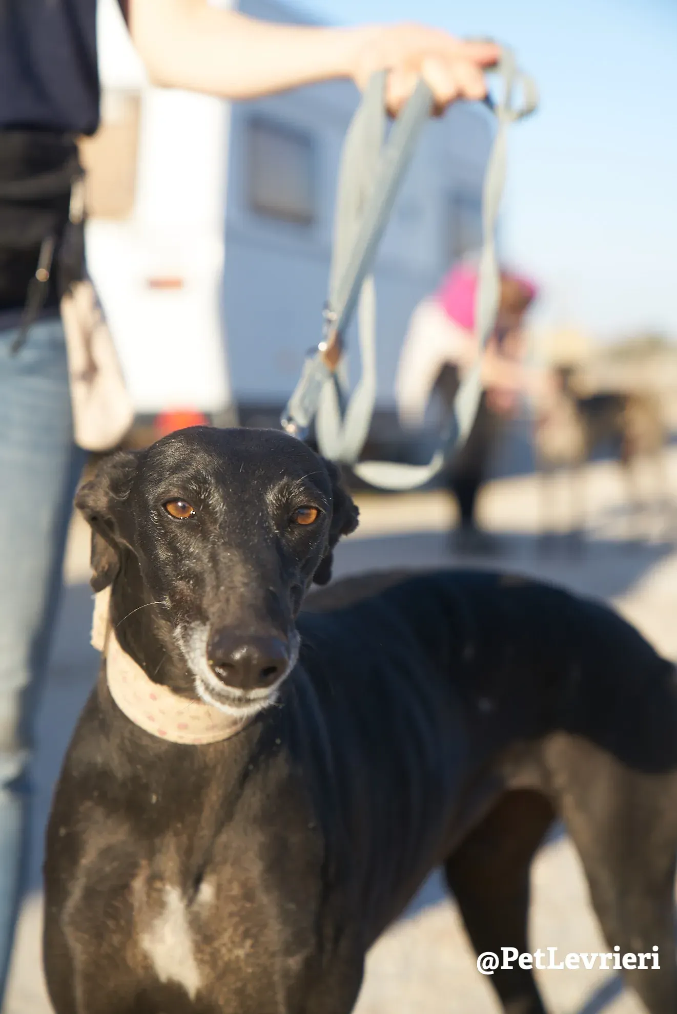 choiva adozione galgo 2