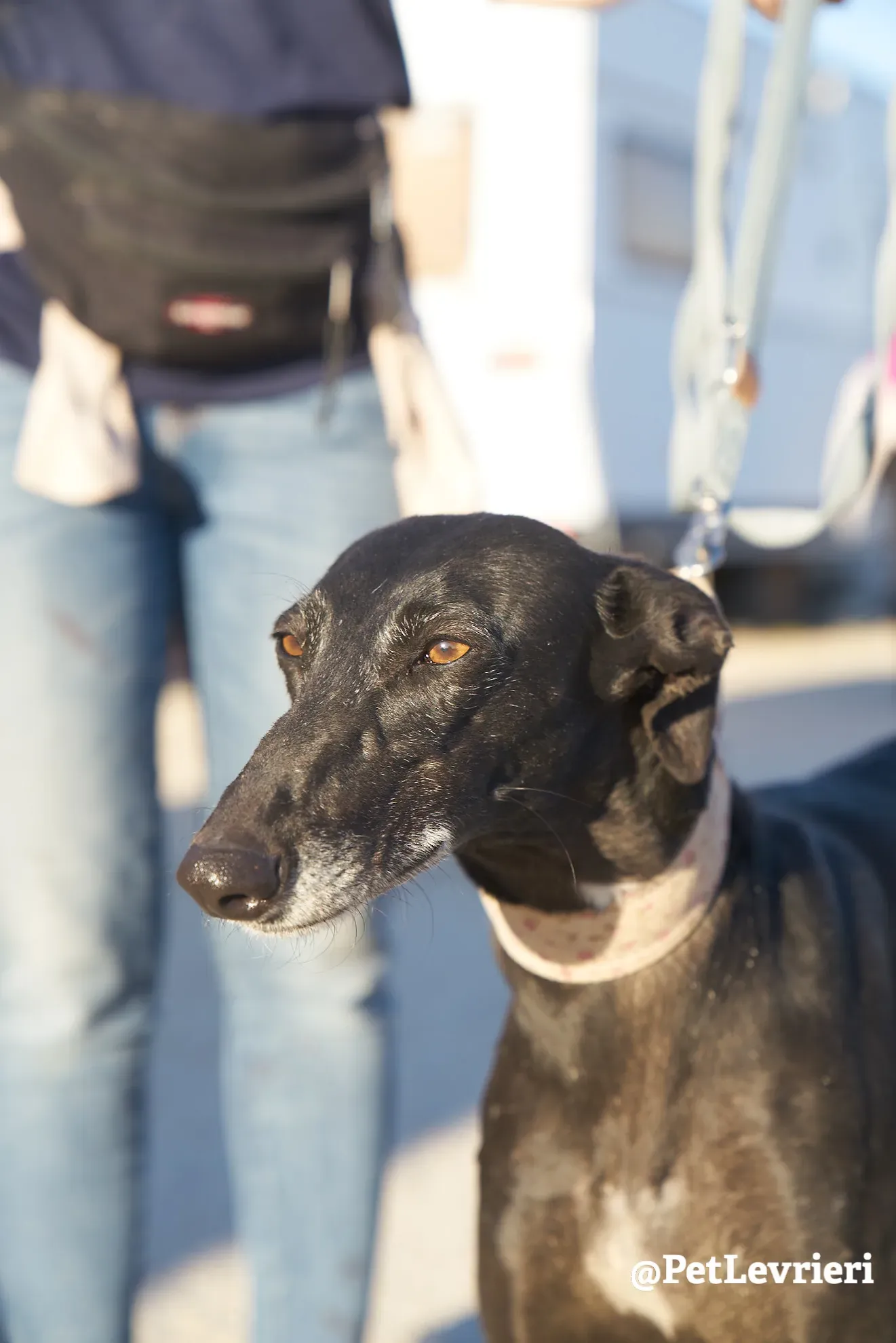 choiva adozione galgo 3