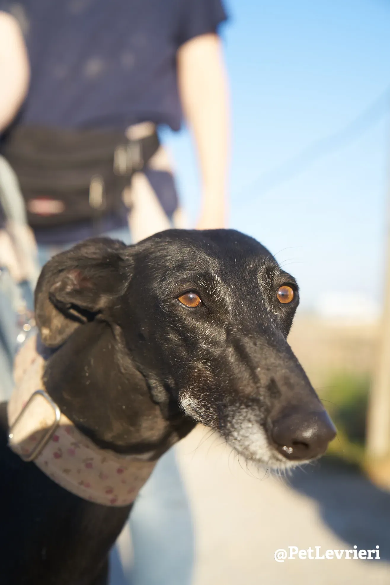 choiva adozione galgo 6