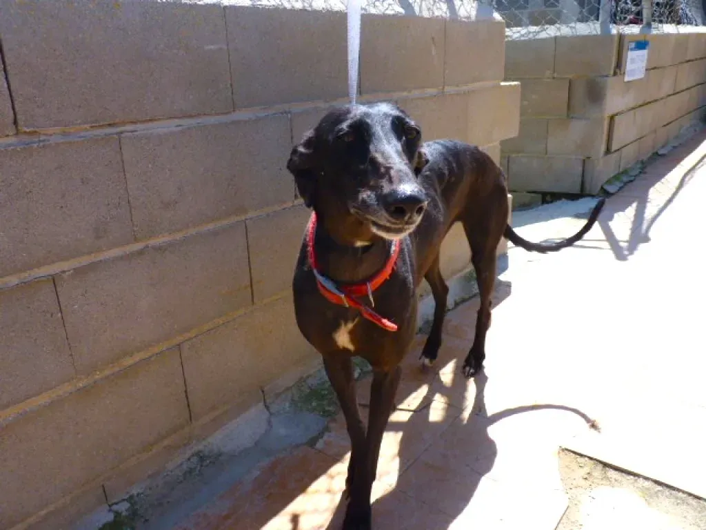 choiva adozione levrieri galgo 4