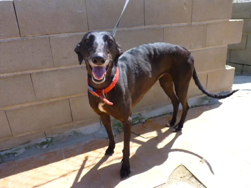 choiva adozione levrieri galgo 5